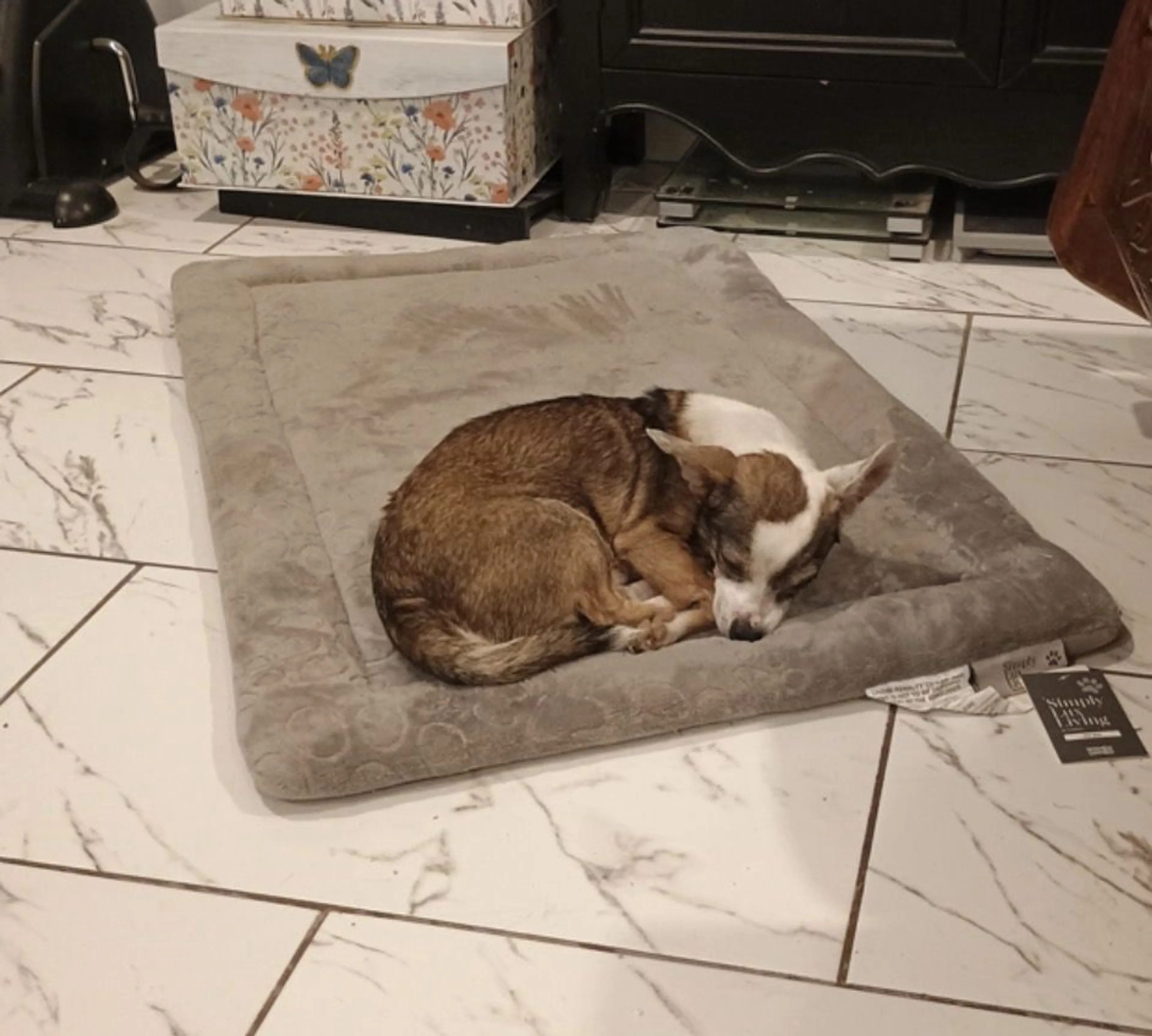 Lost pet