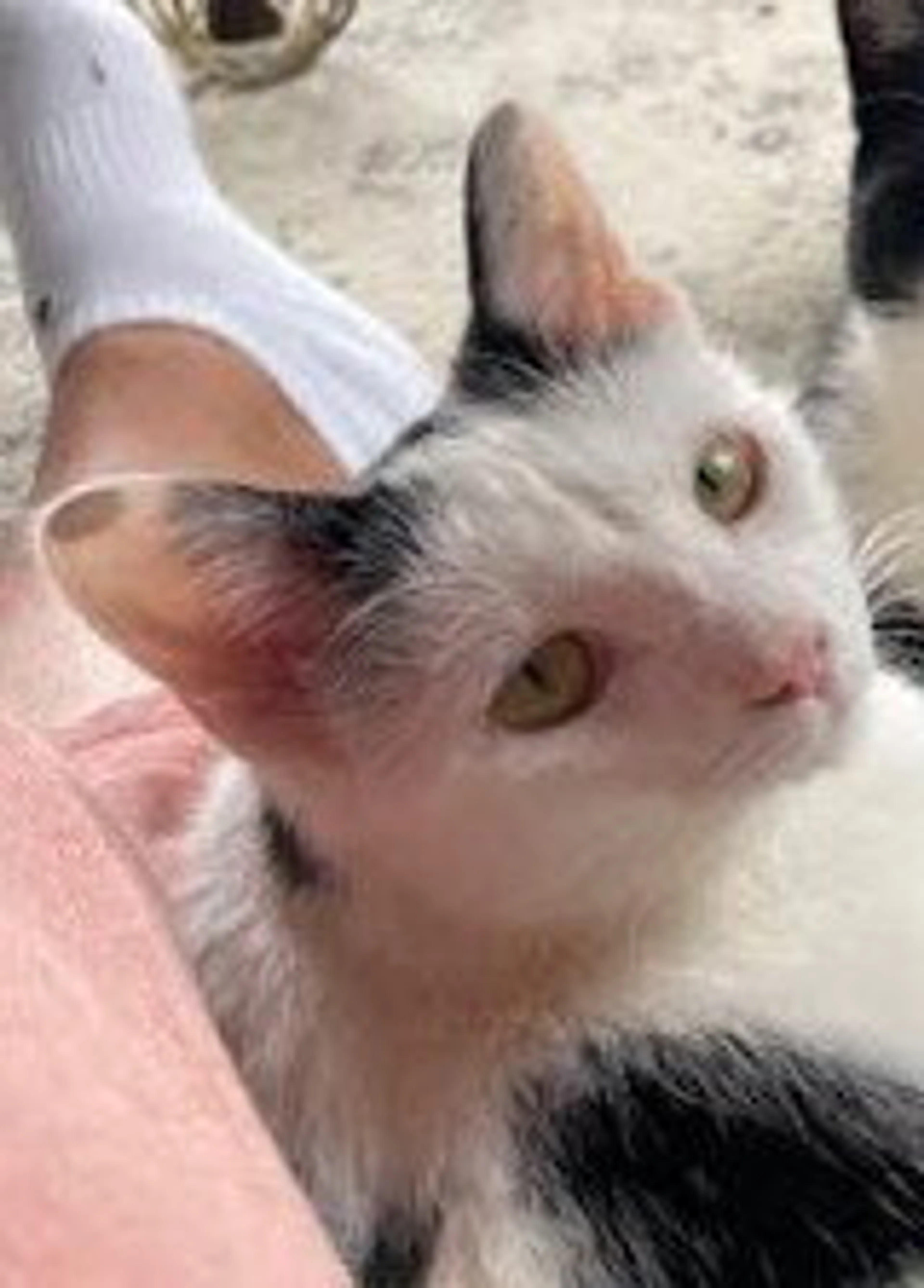 Found pet-0