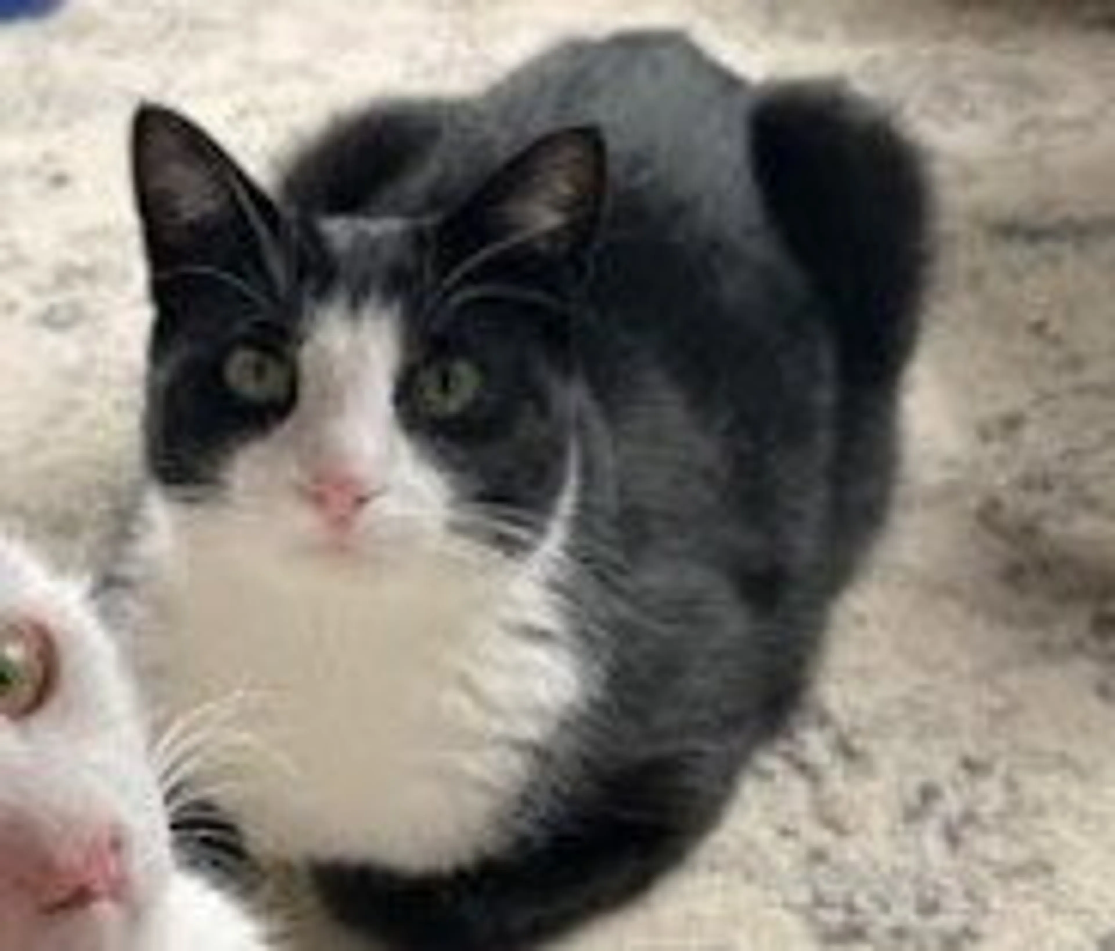 Found pet-0