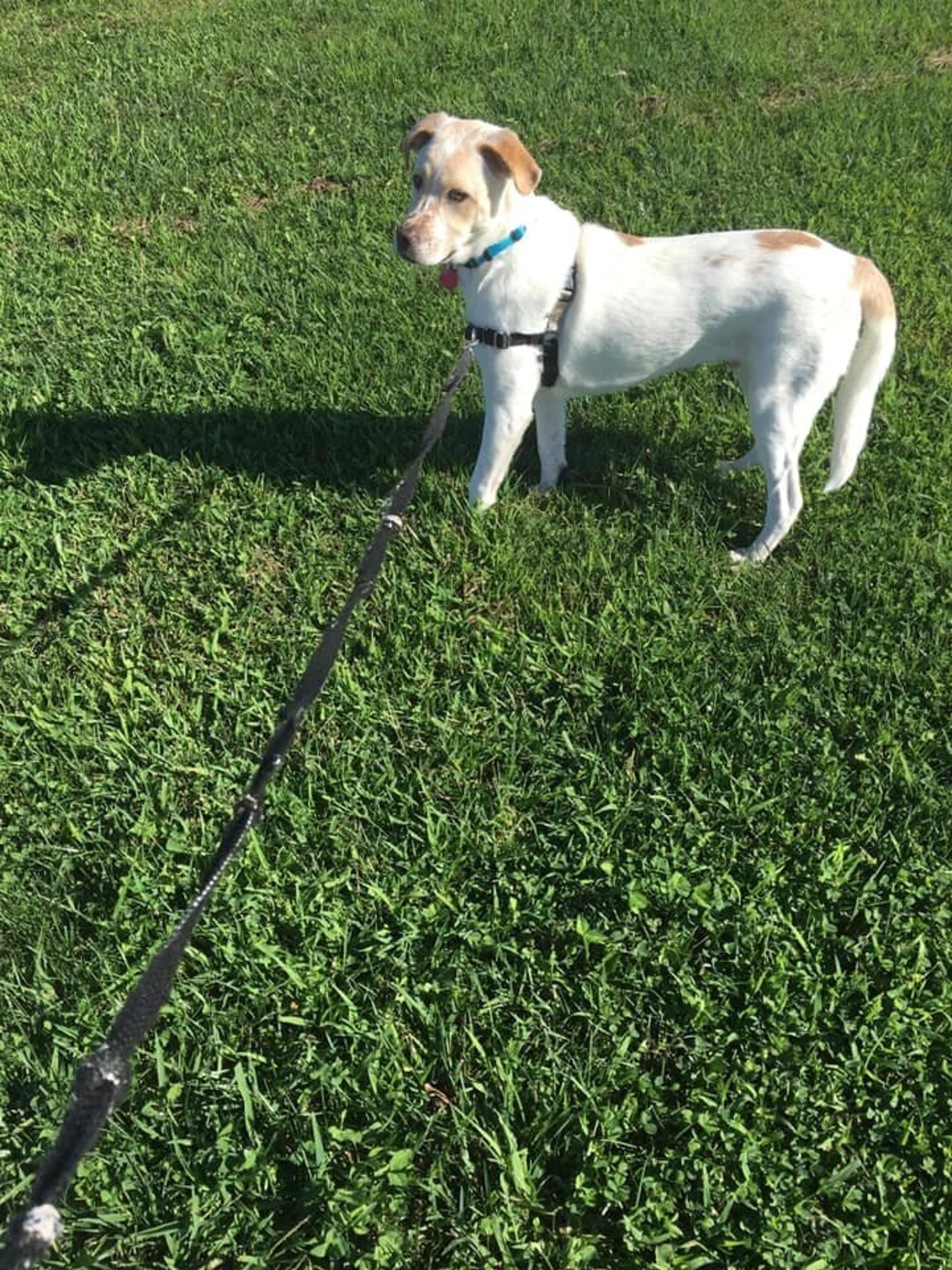 Found pet-3