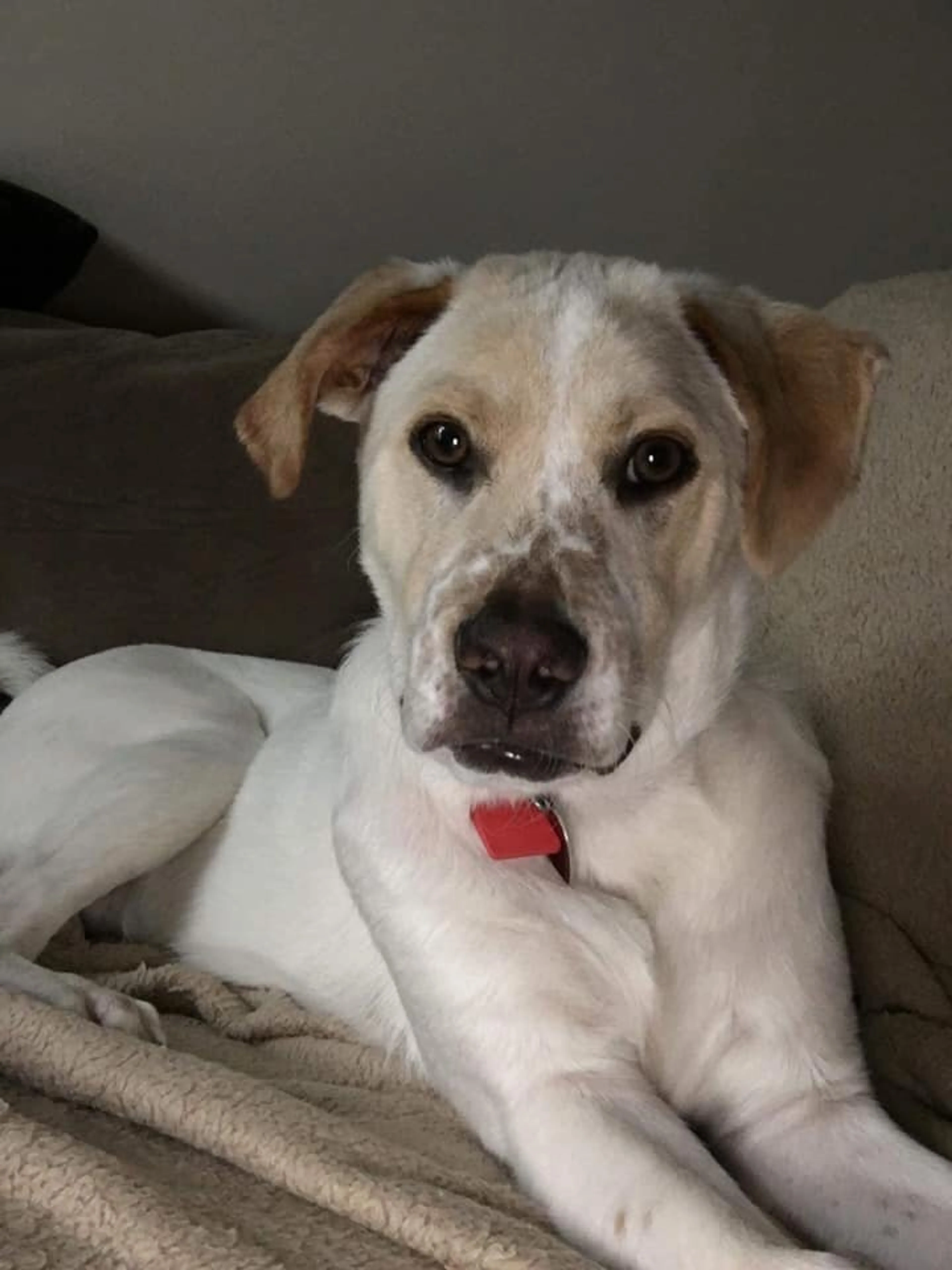 Found pet-2