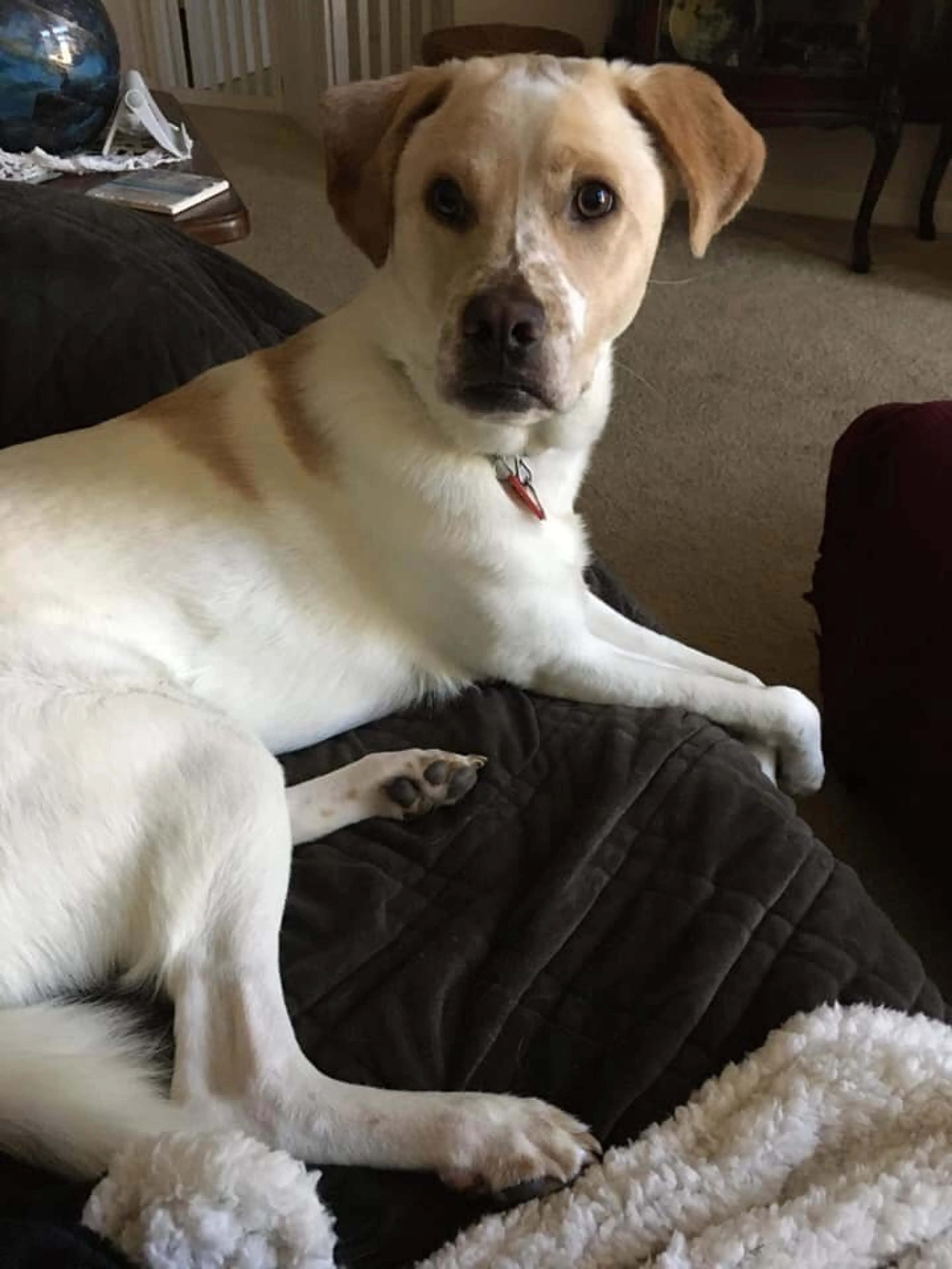 Found pet-1