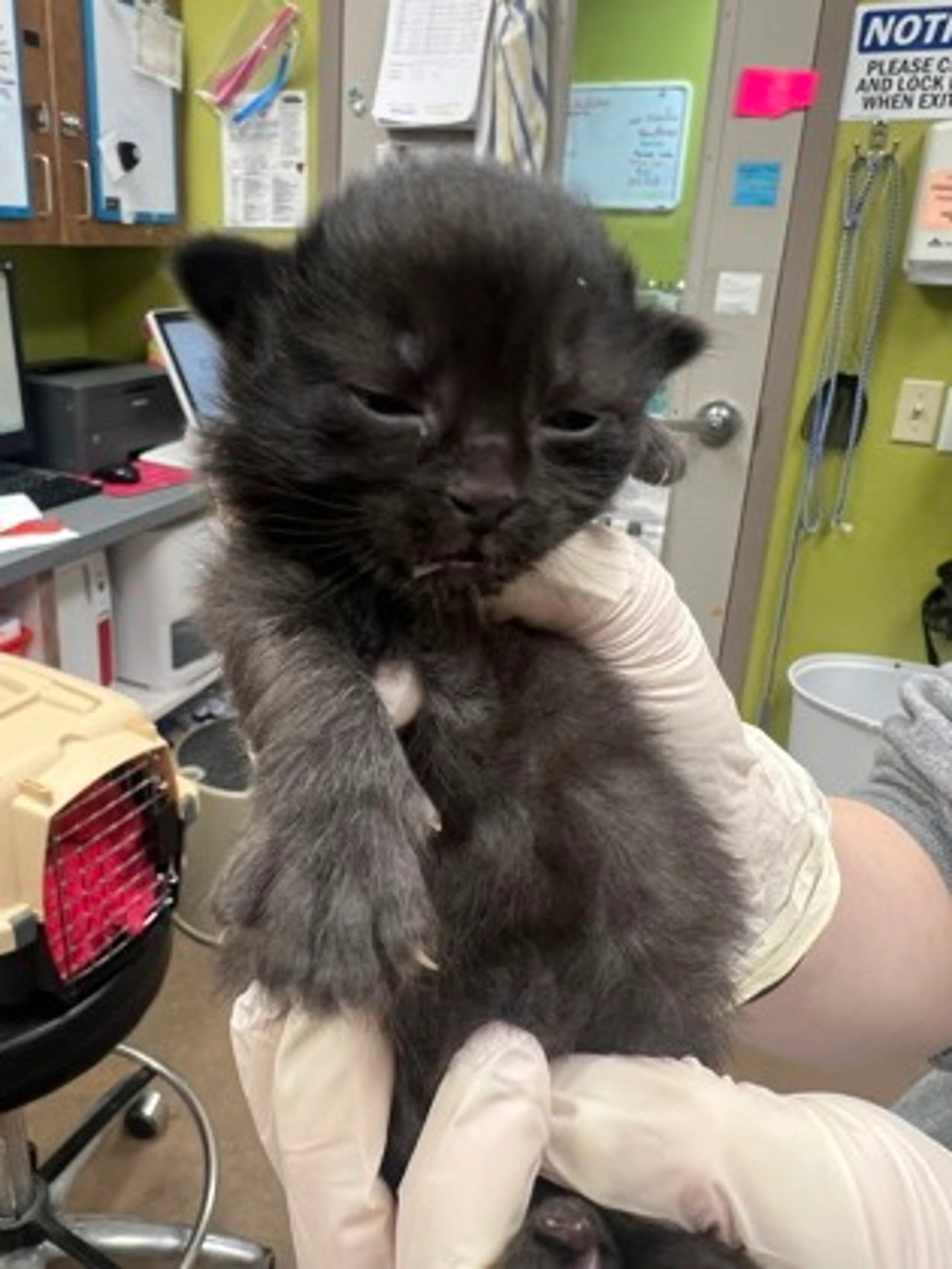 Found pet