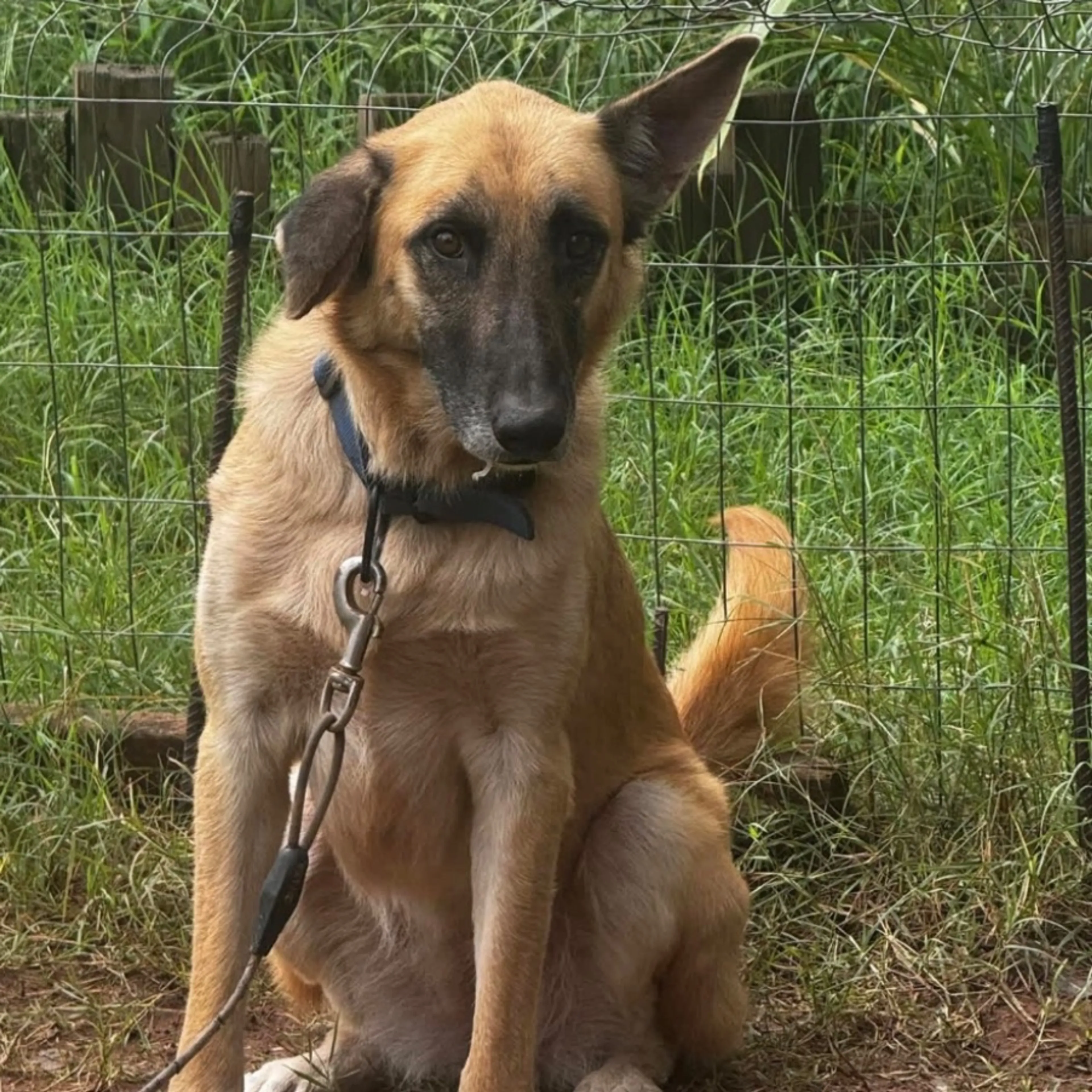 Lost pet
