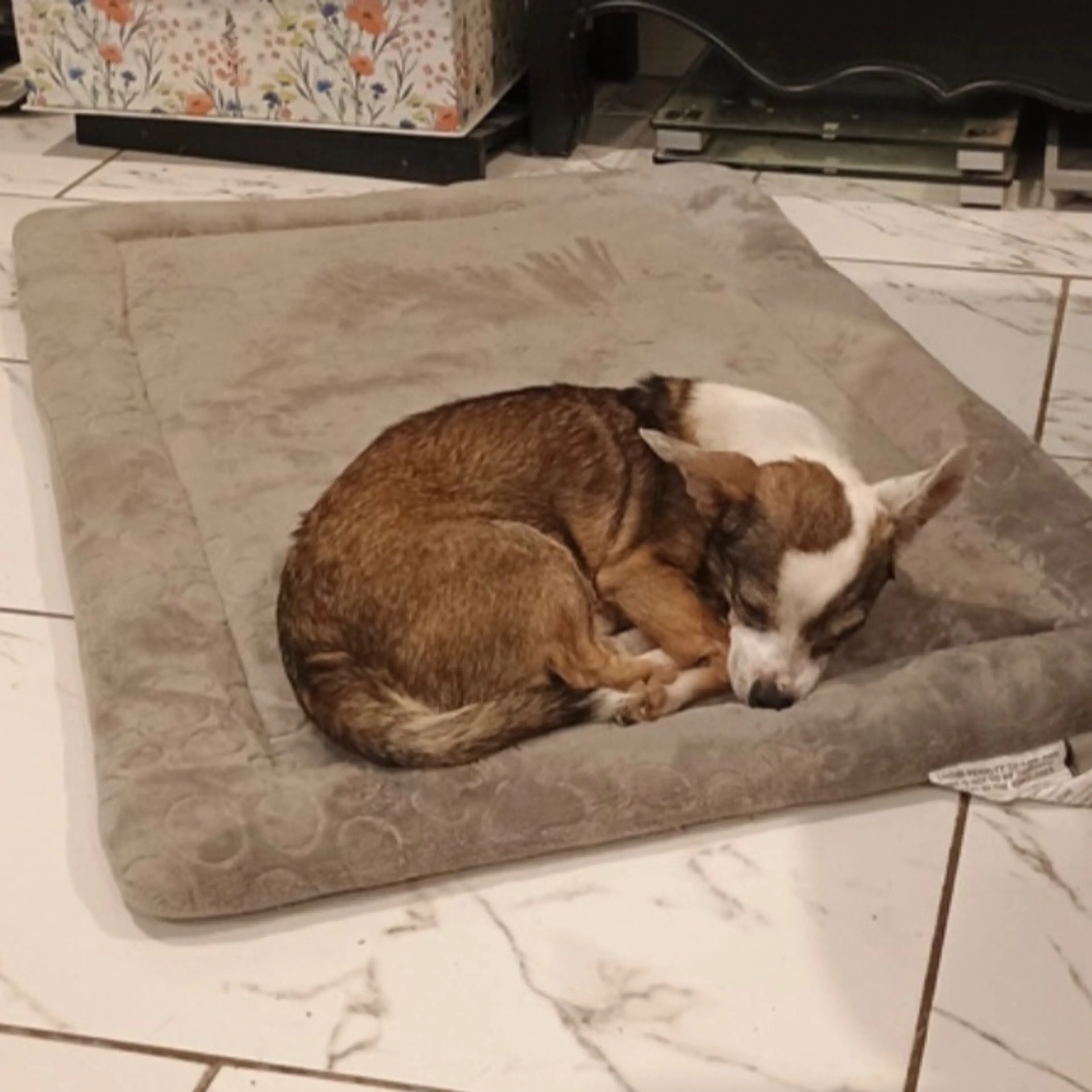Lost pet
