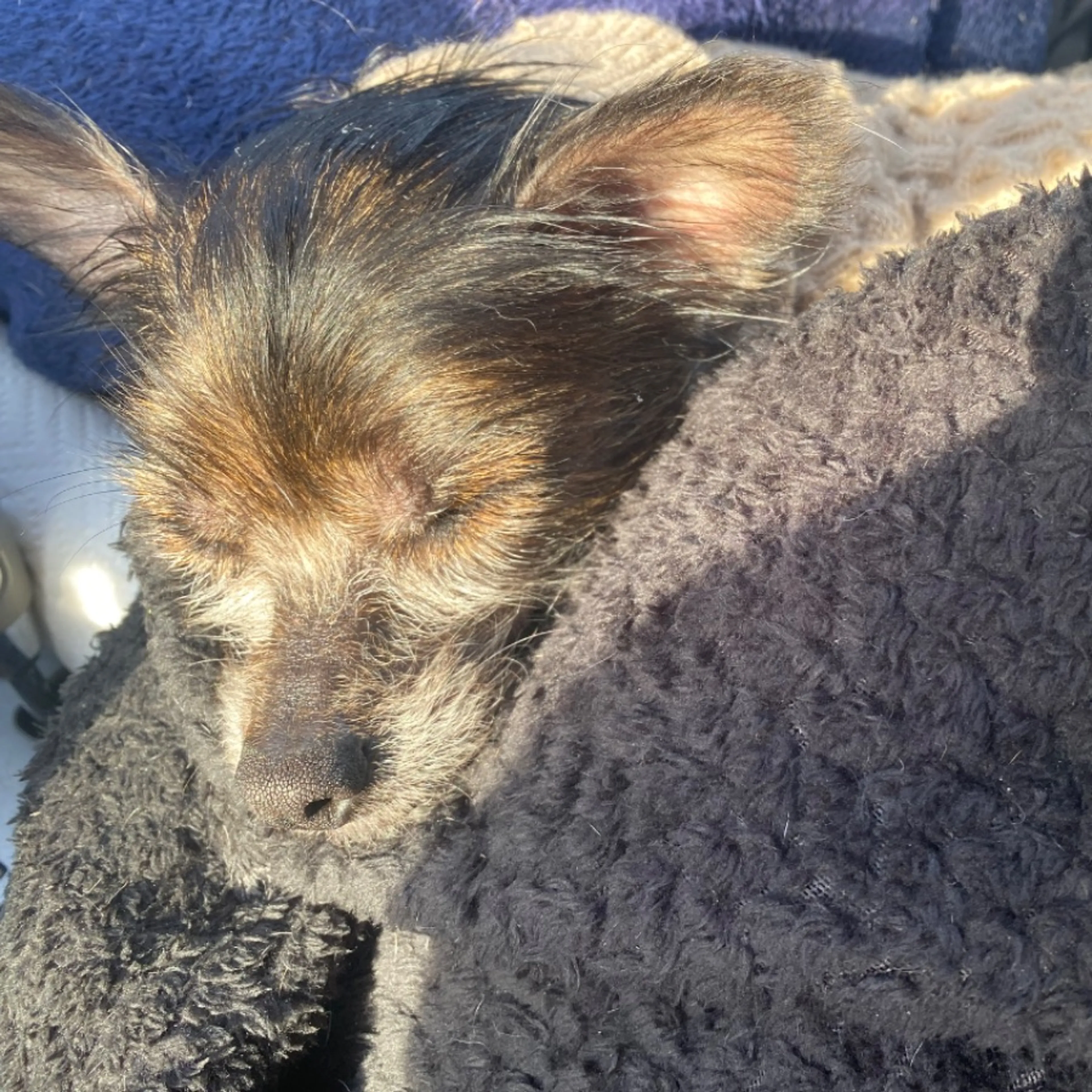Lost pet