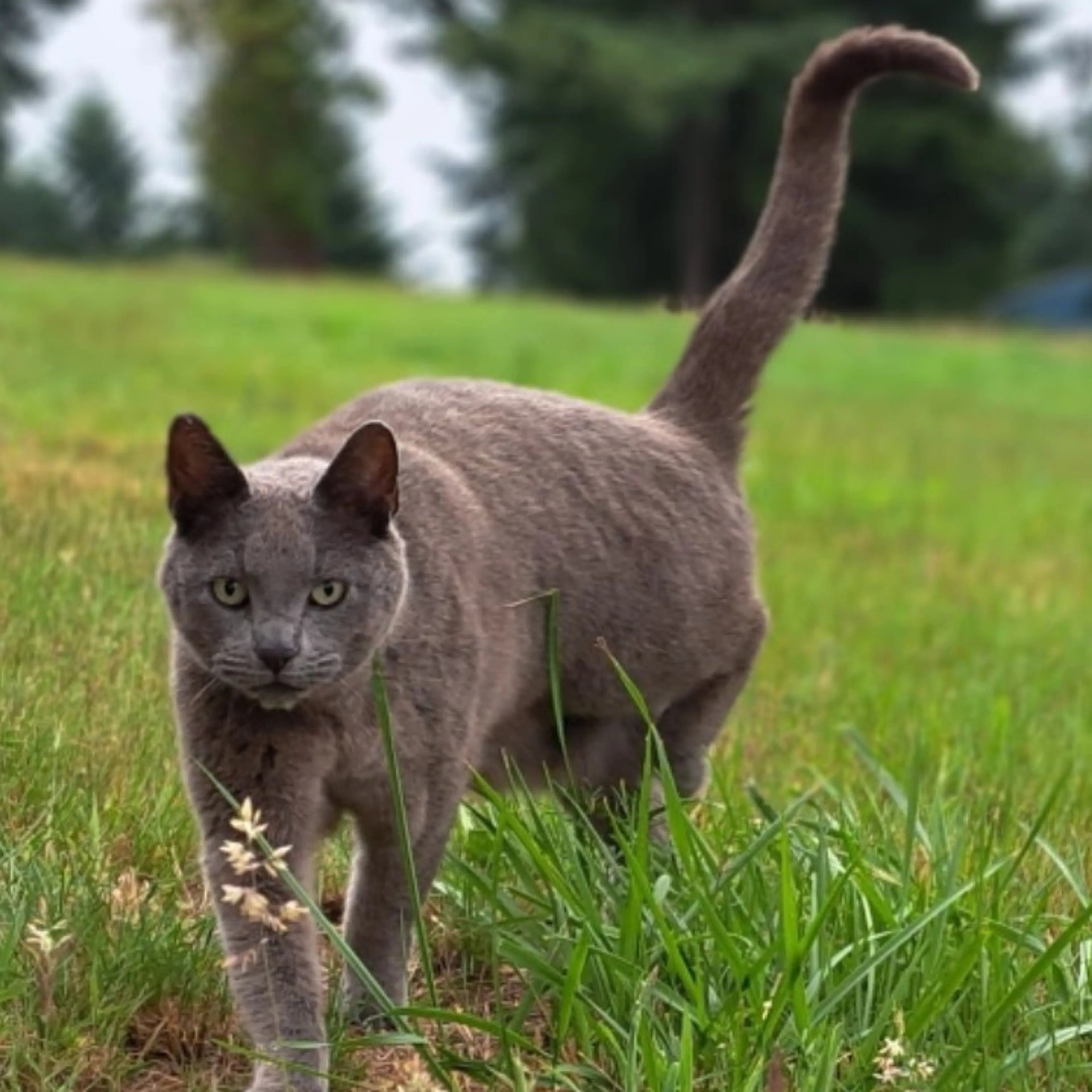 Lost pet-1