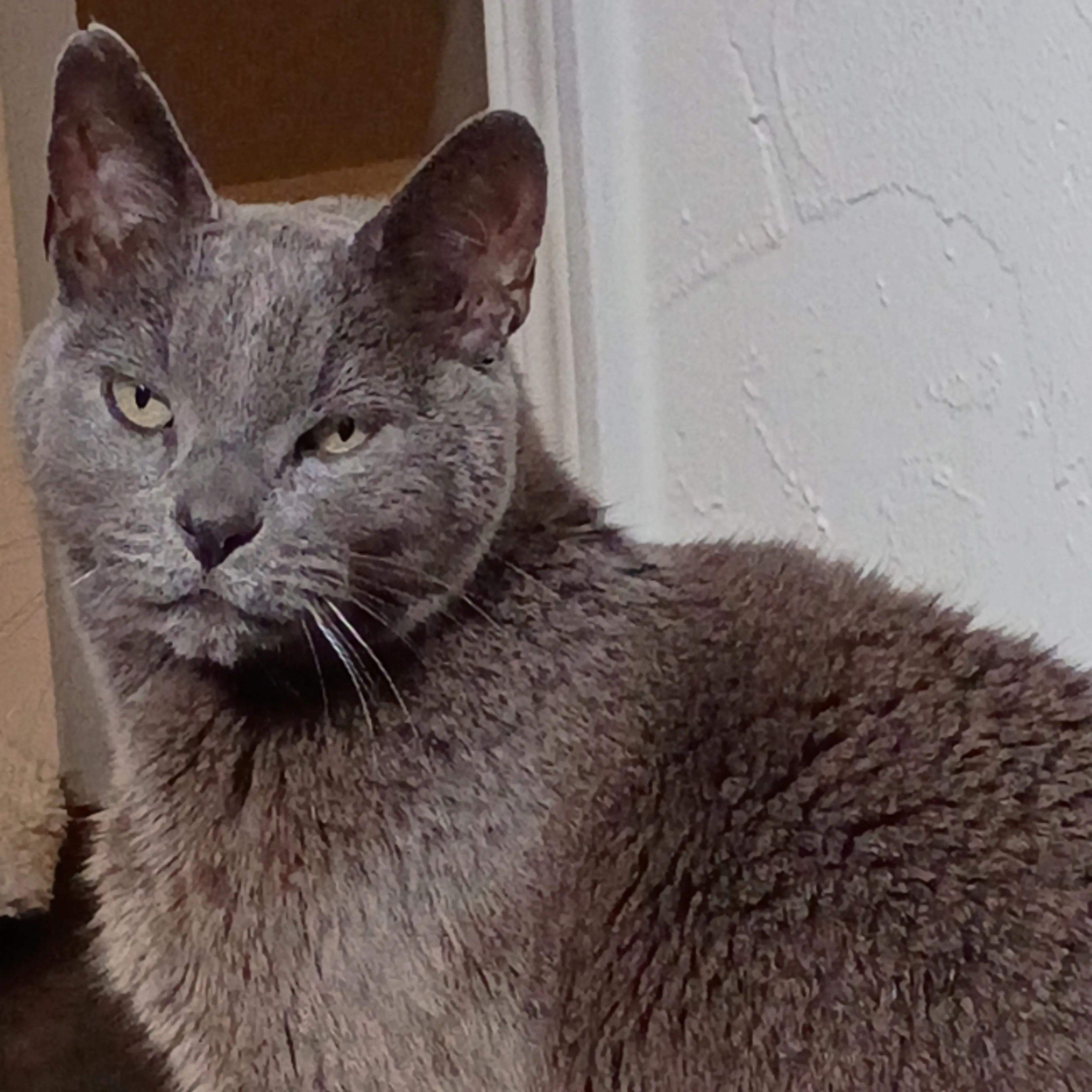 Lost pet-3