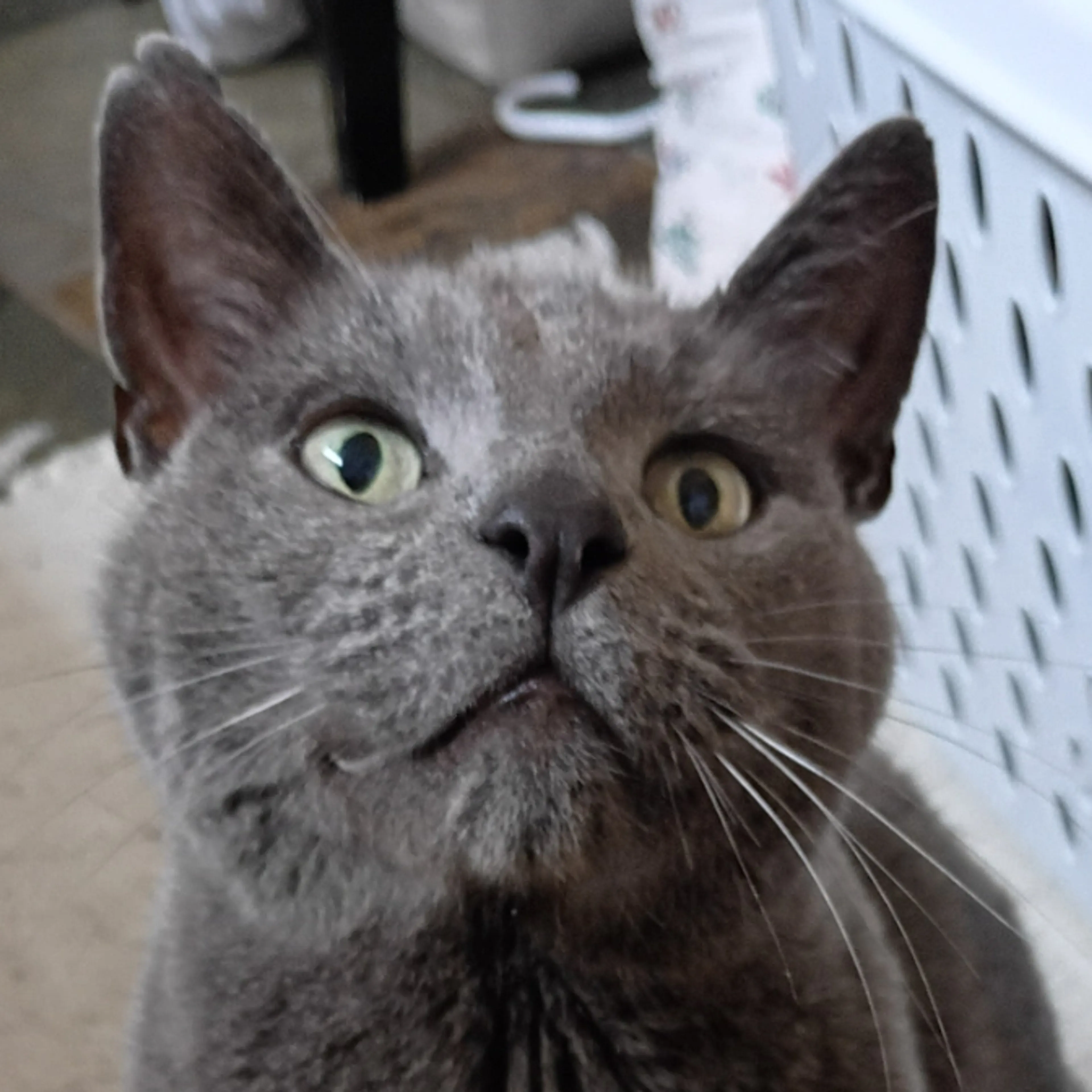 Lost pet-2