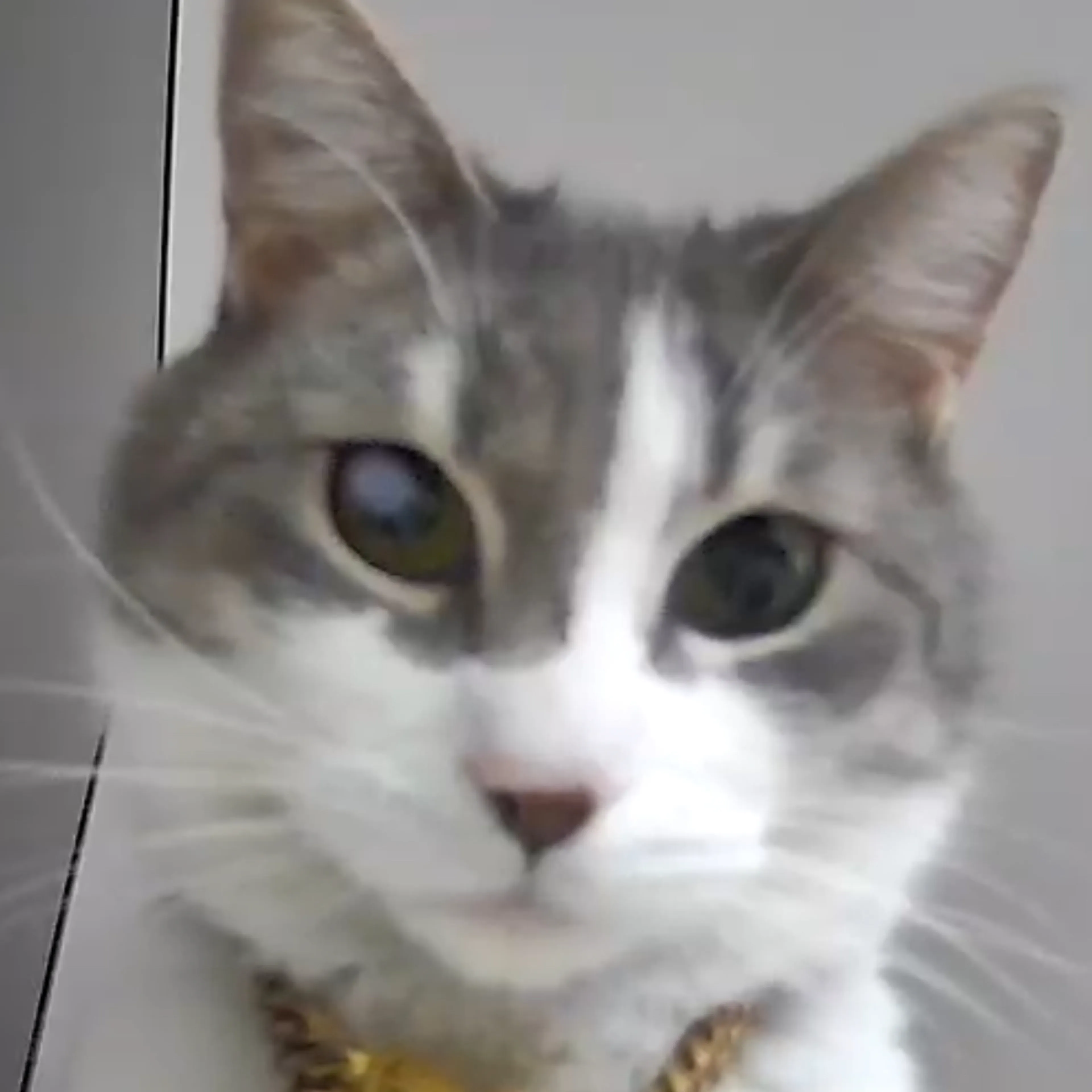 Lost pet-2