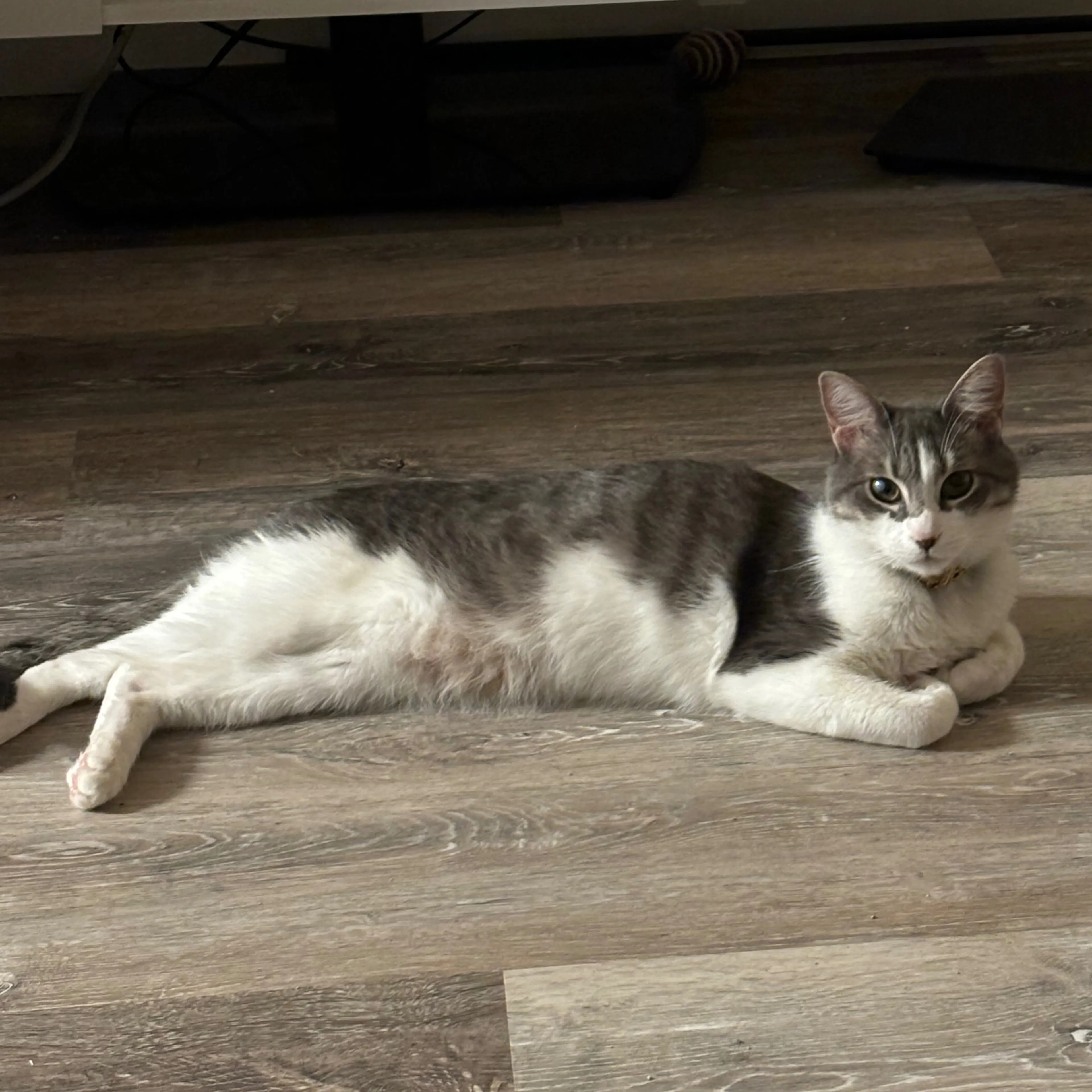 Lost pet-1