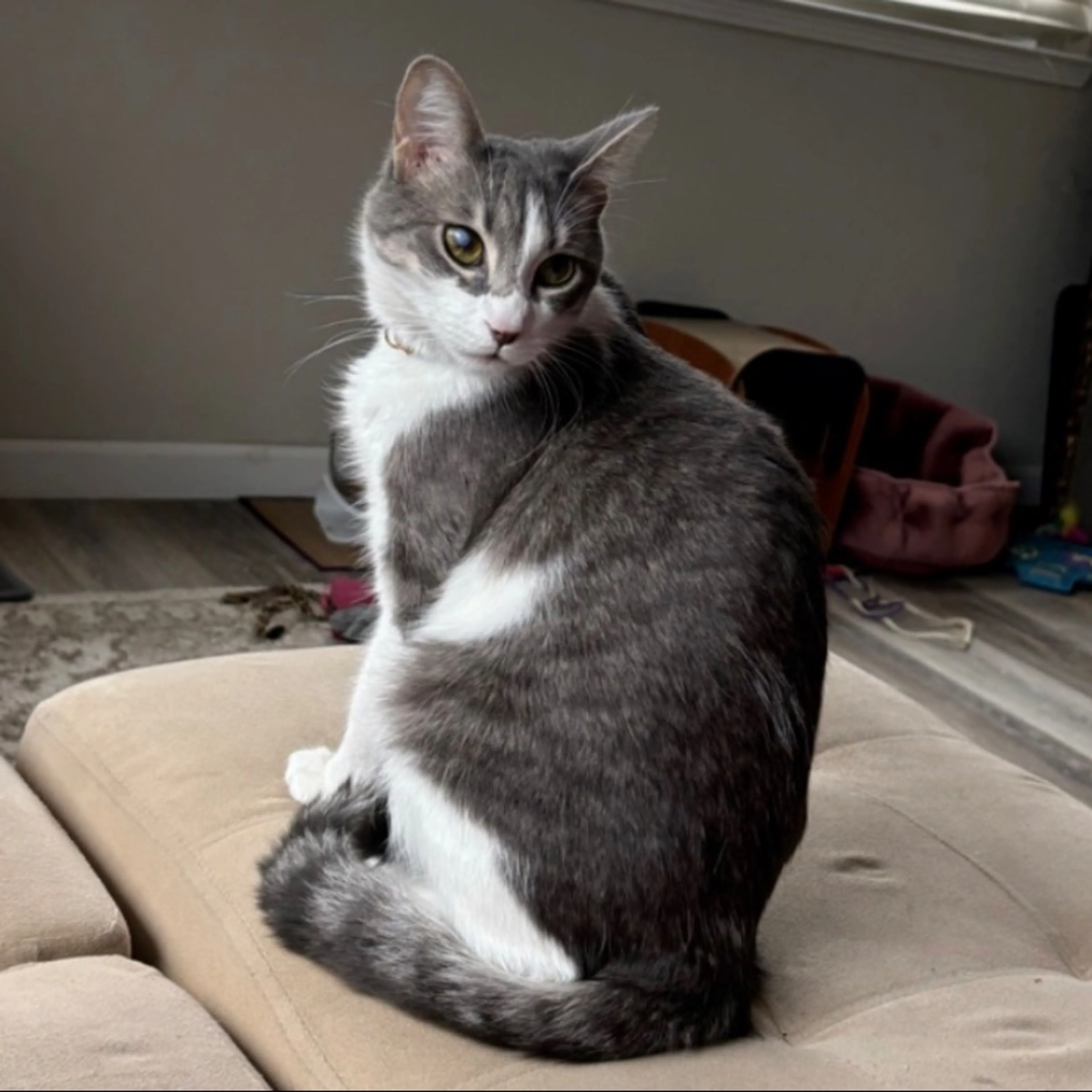 Lost pet-0