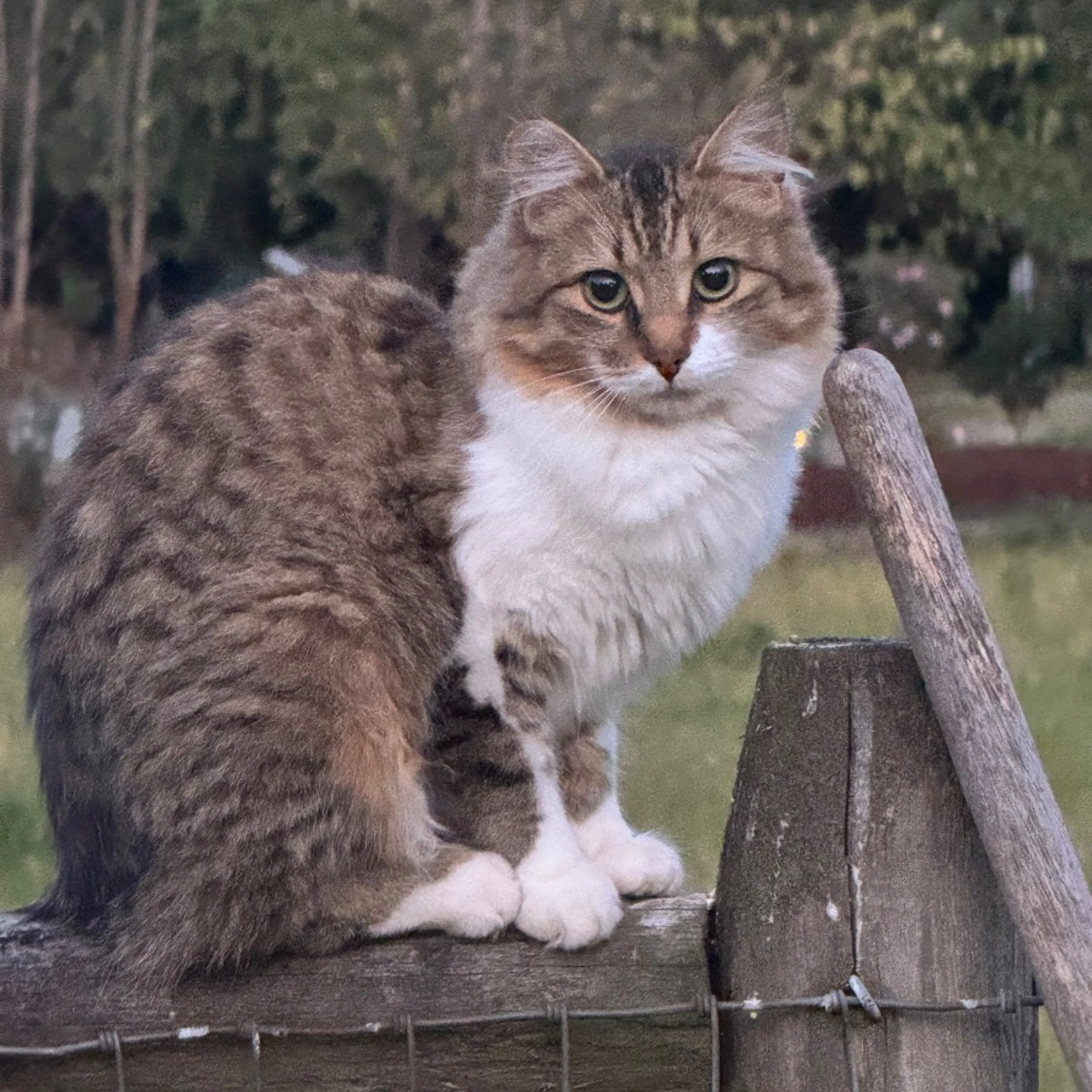 Lost pet-0
