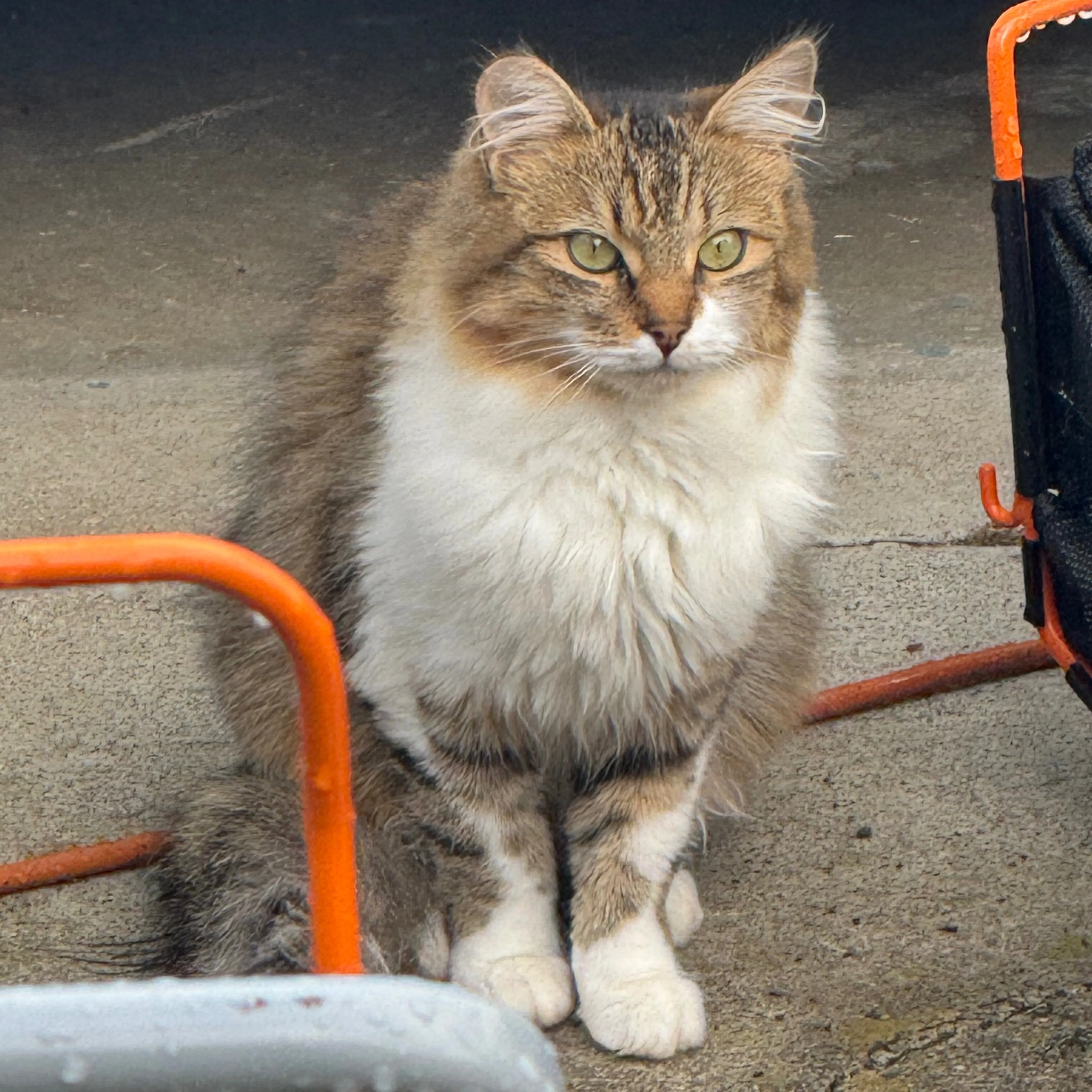 Lost pet-2