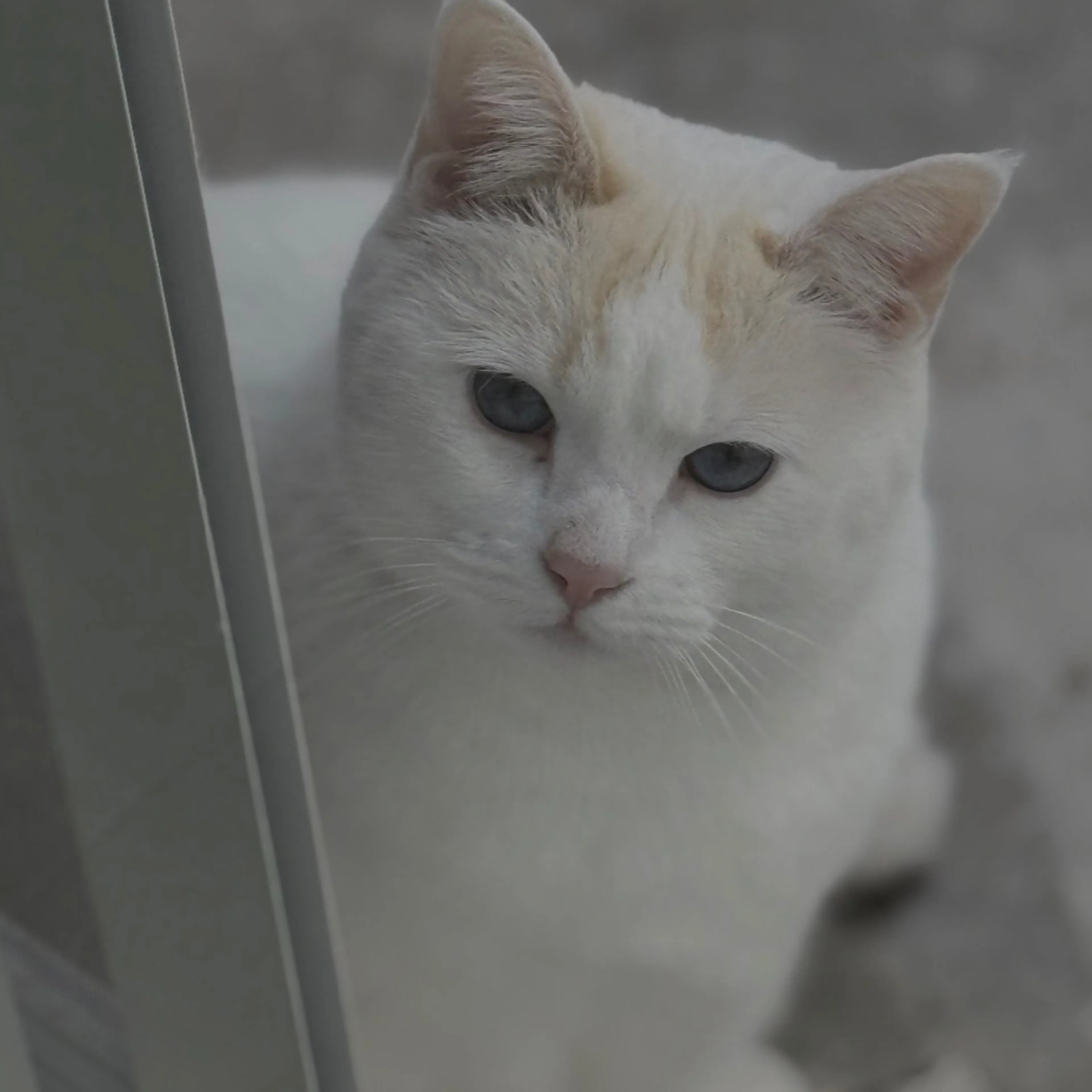 Lost pet-1