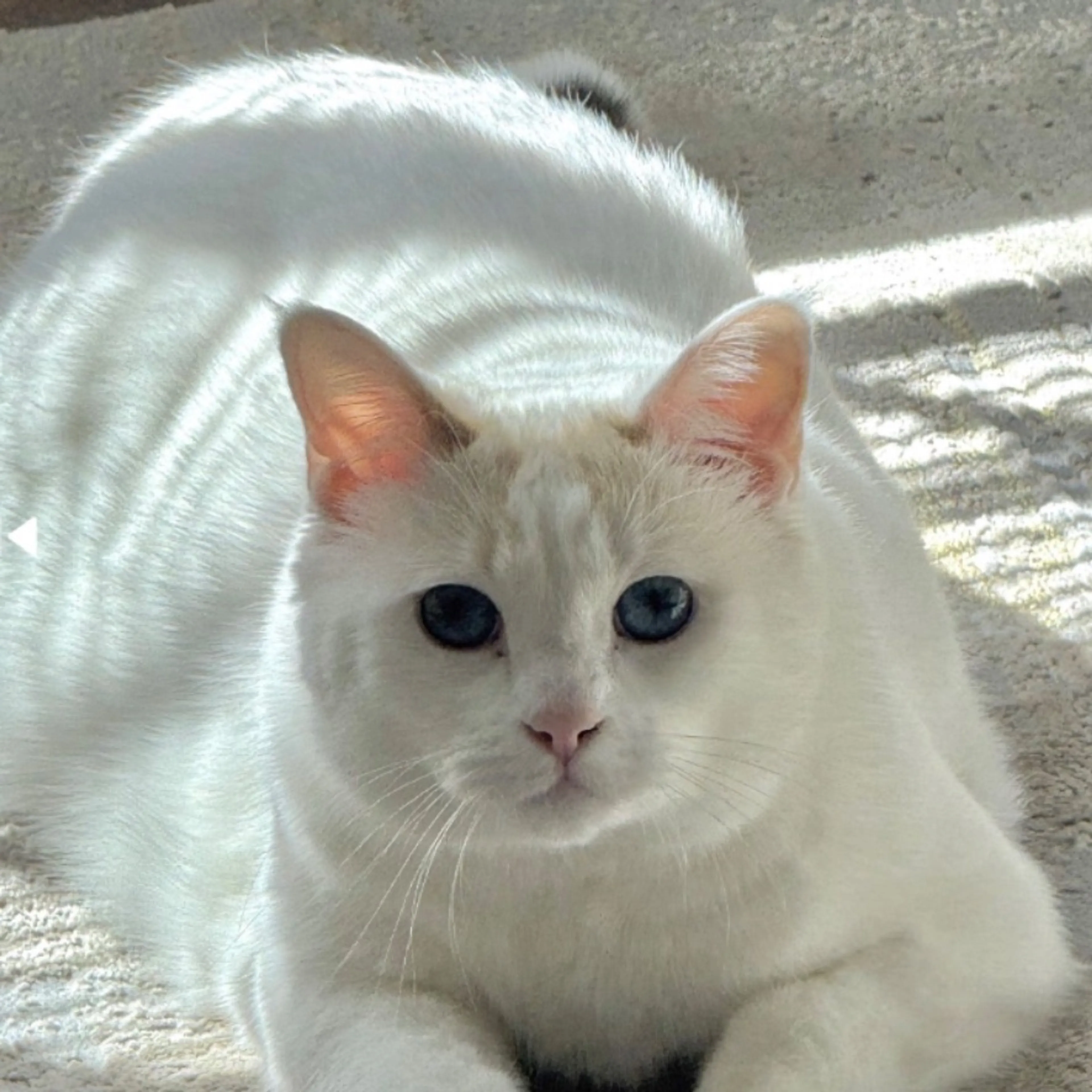 Lost pet-0
