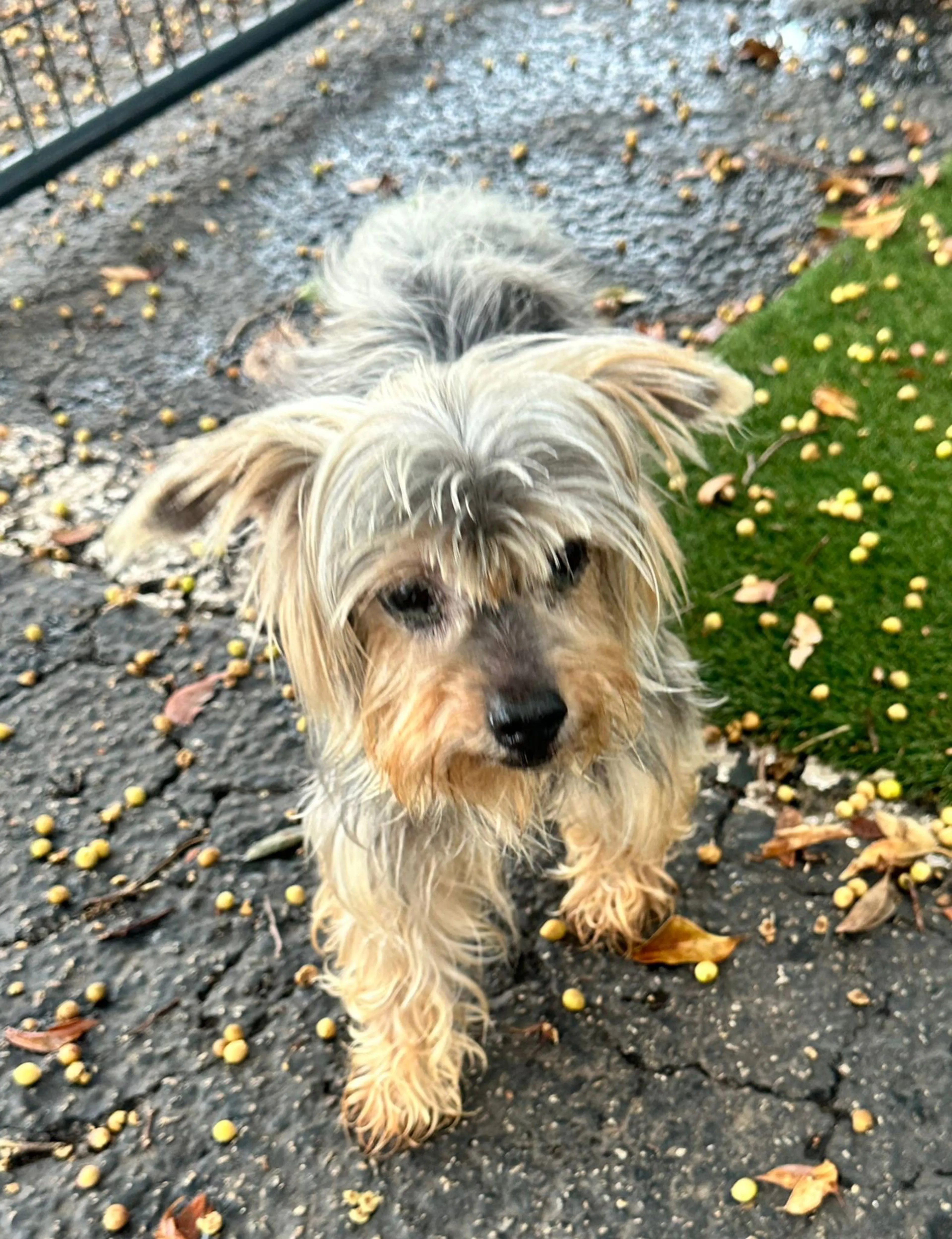 Found pet-1