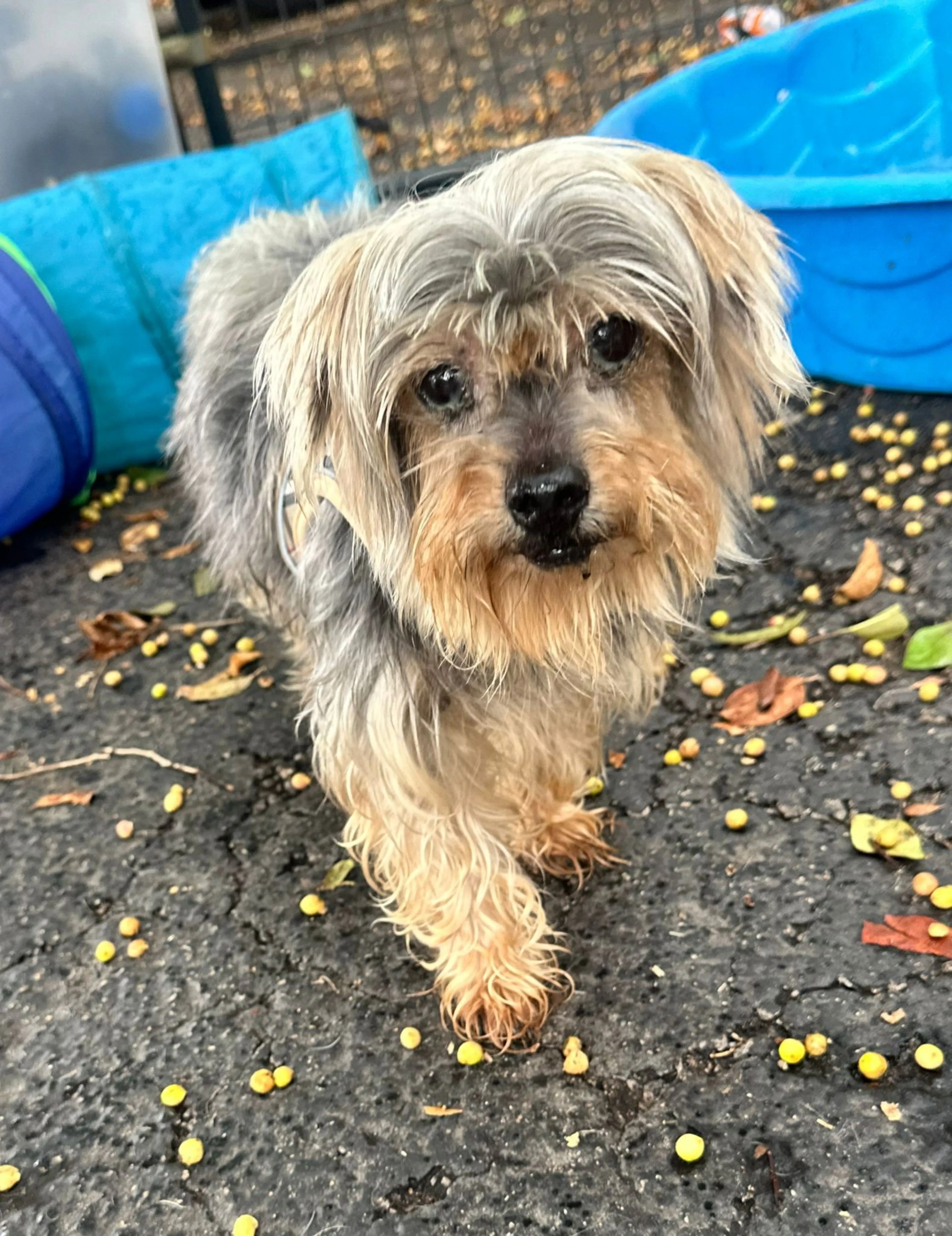 Found pet-2
