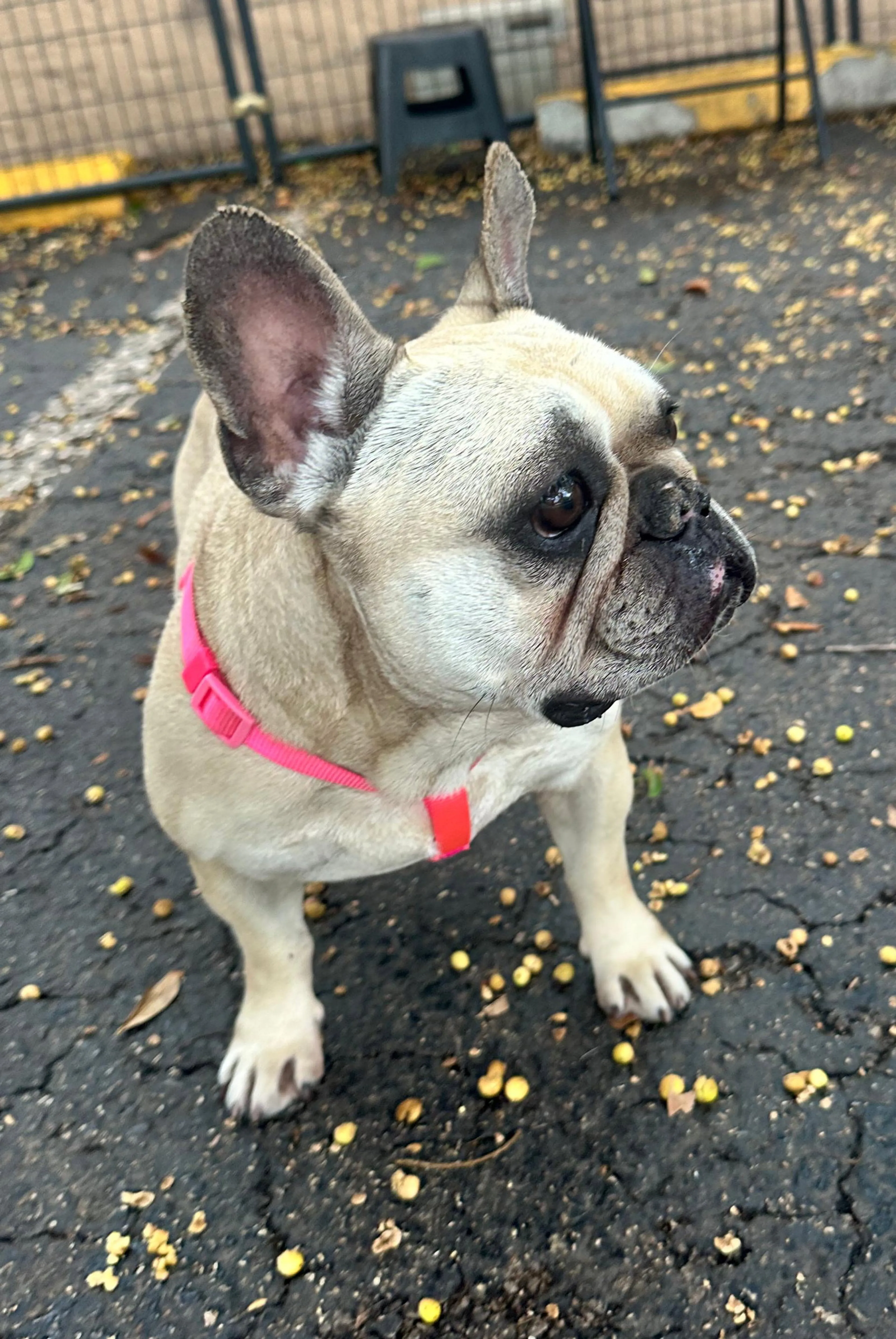 Found pet-2
