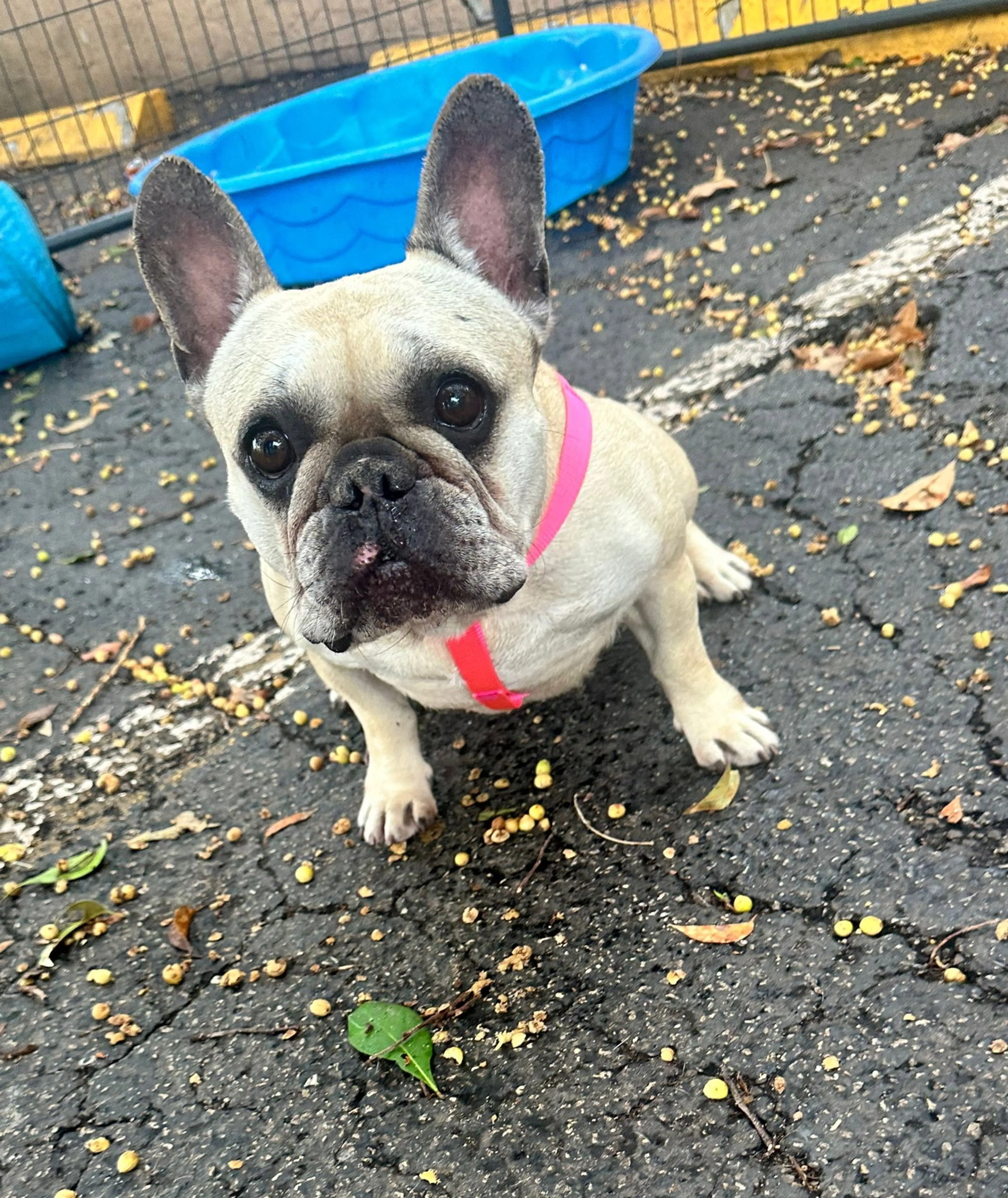 Found pet-1