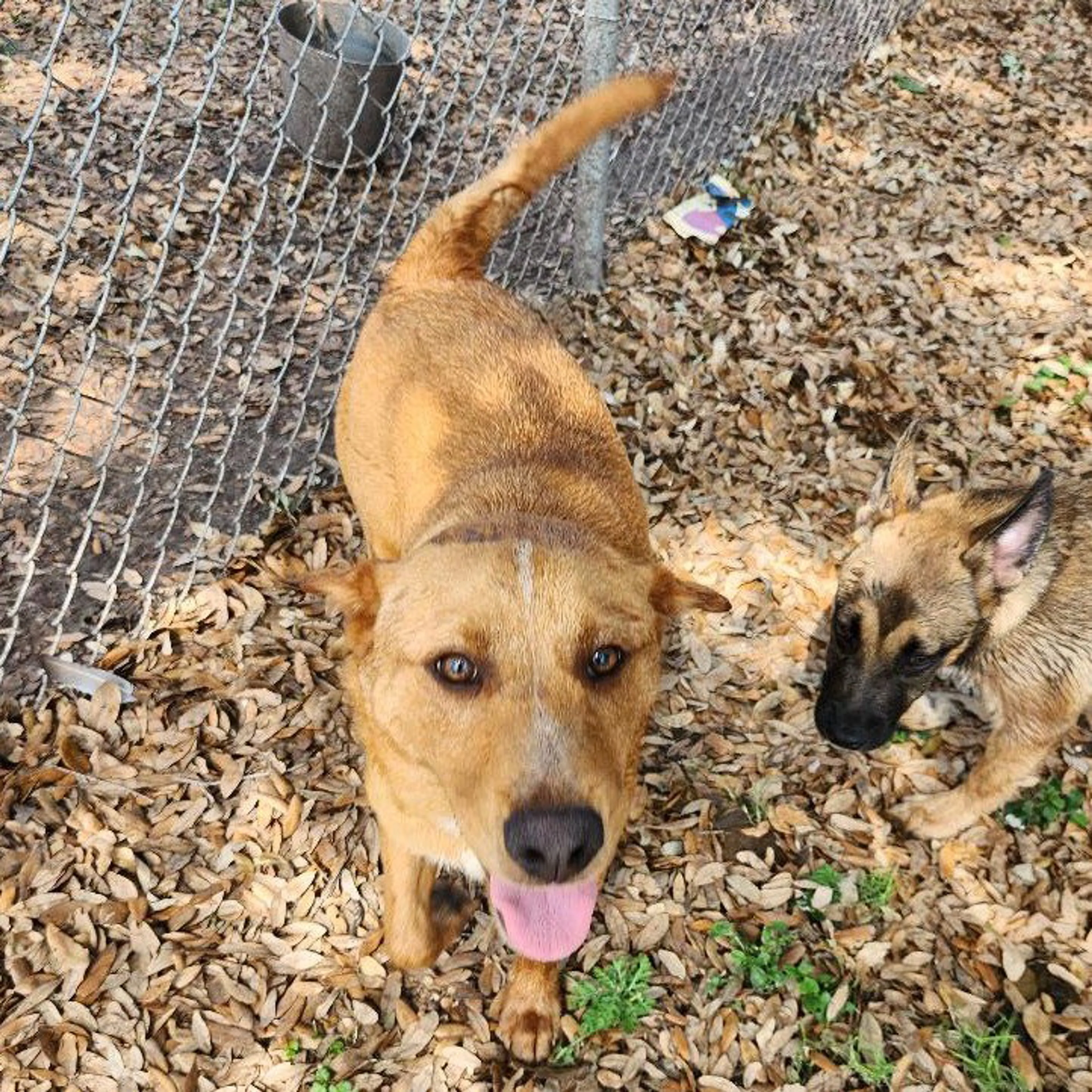 Found pet-2