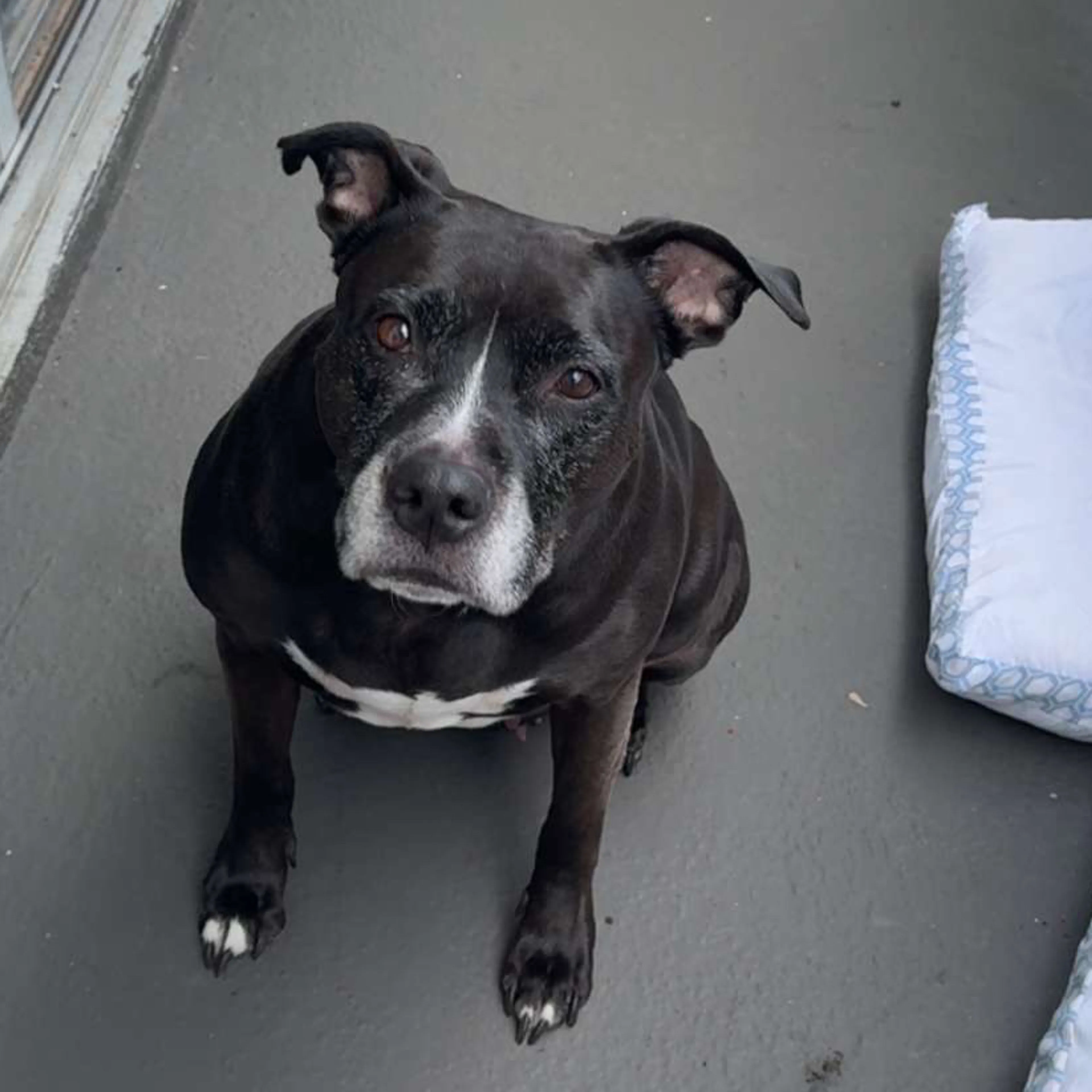 Lost pet-2