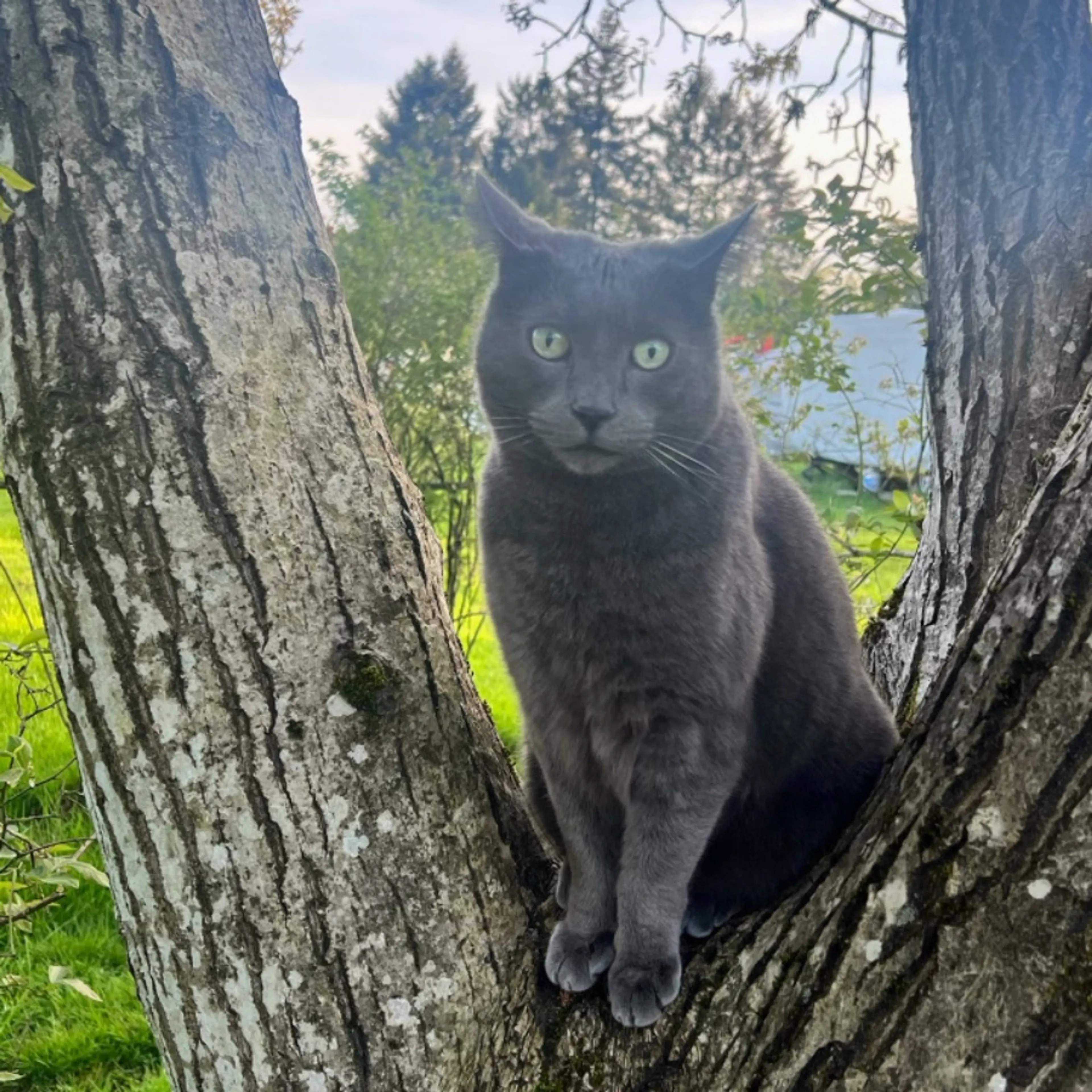 Lost pet