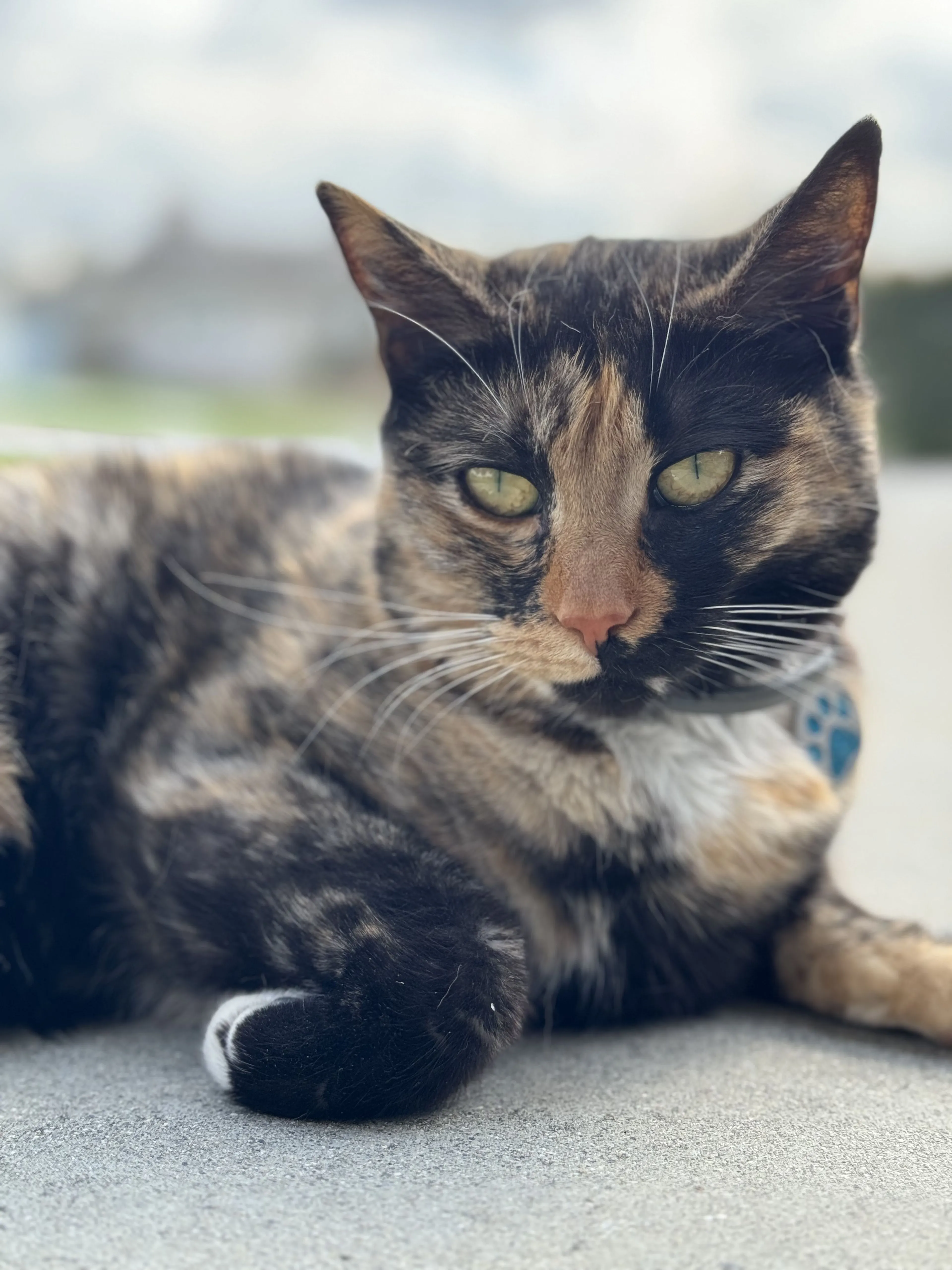 Lost pet