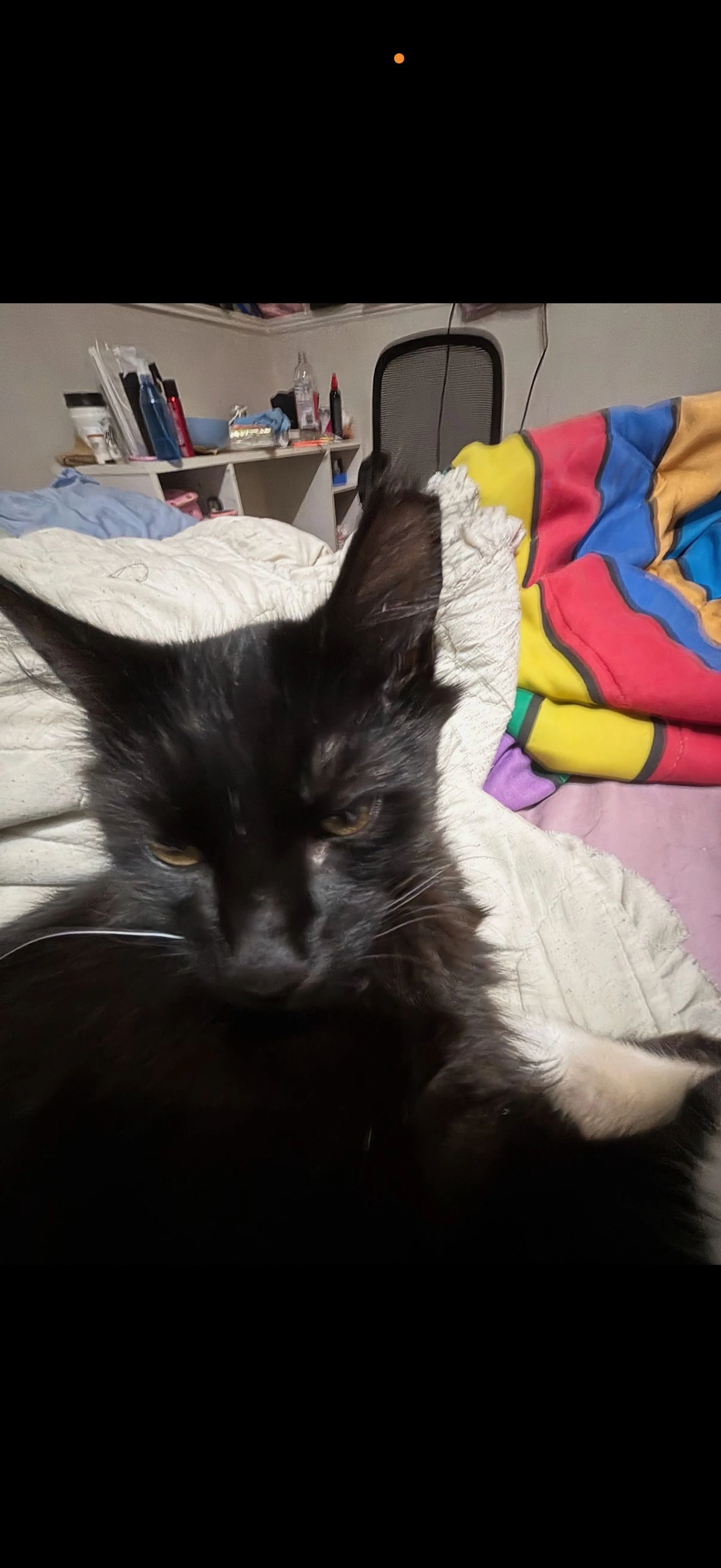 Lost pet-2