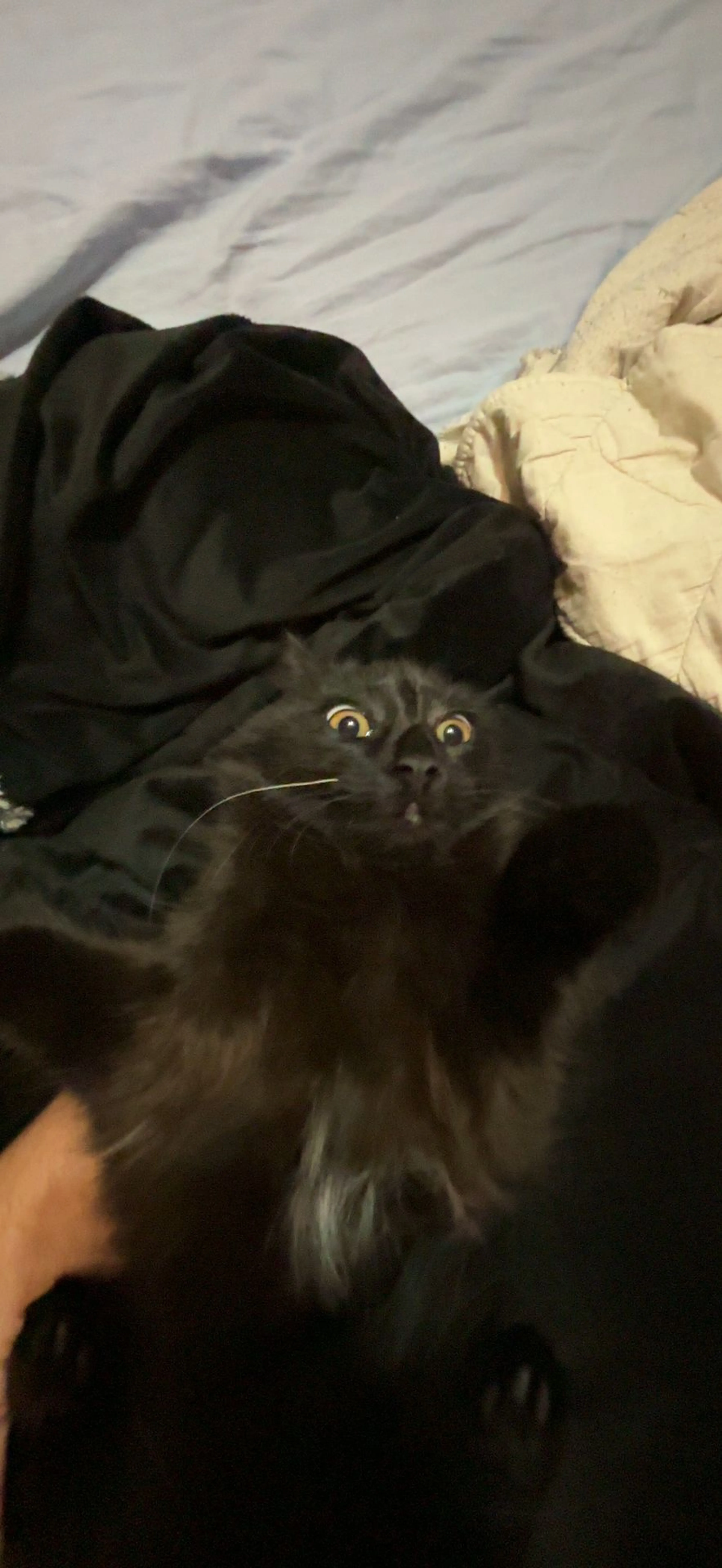 Lost pet-0