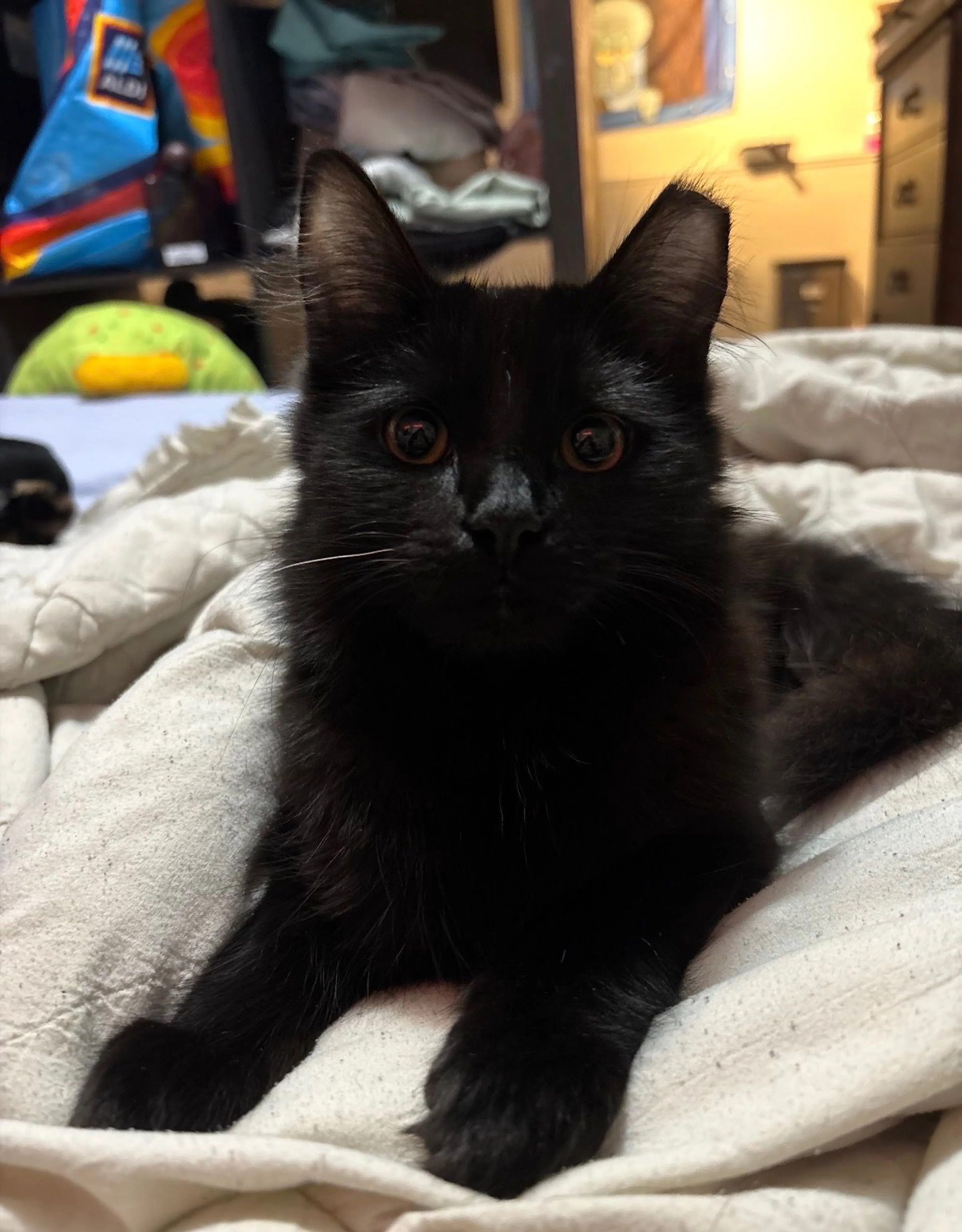 Lost pet-1