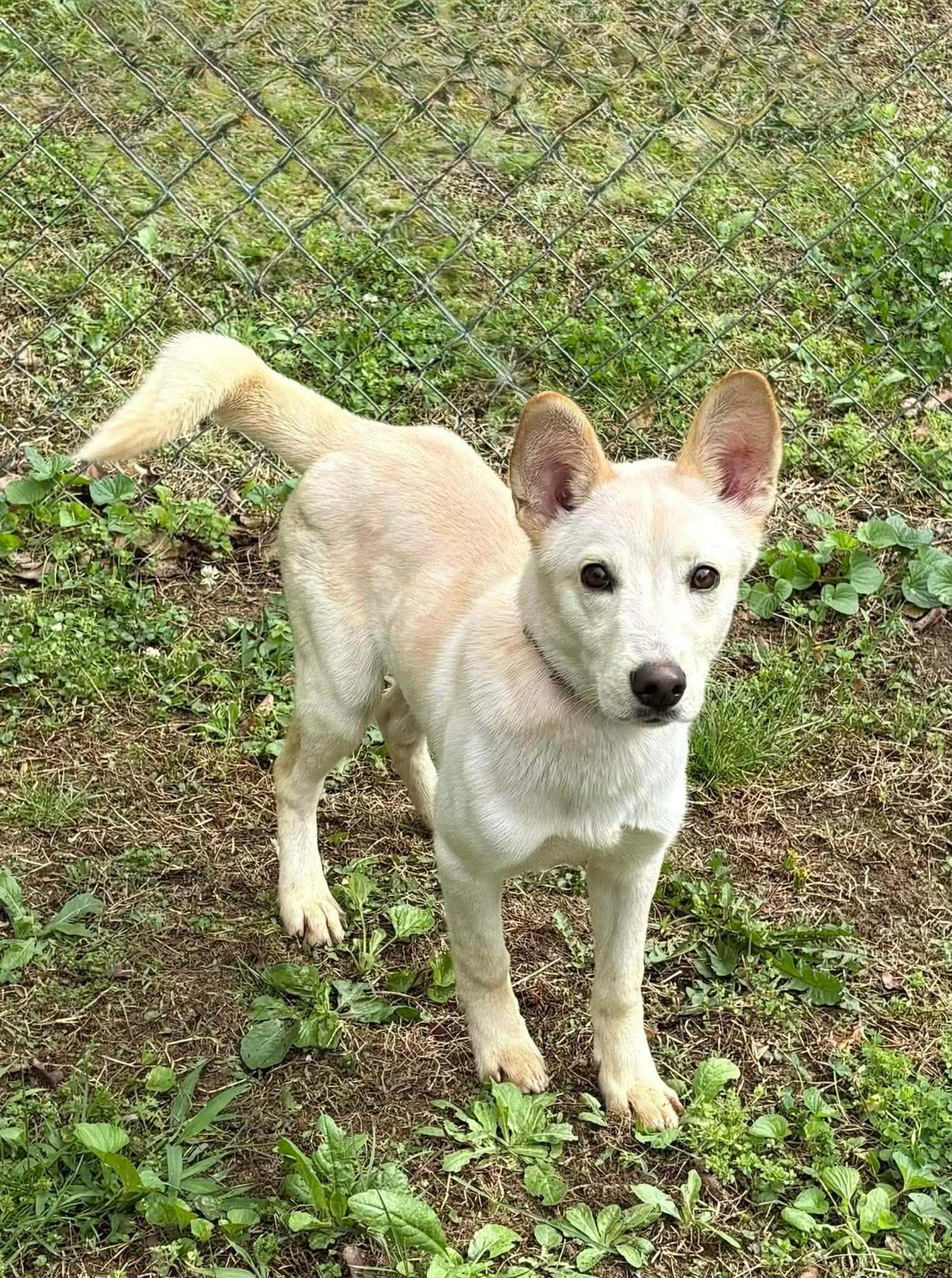 Found pet