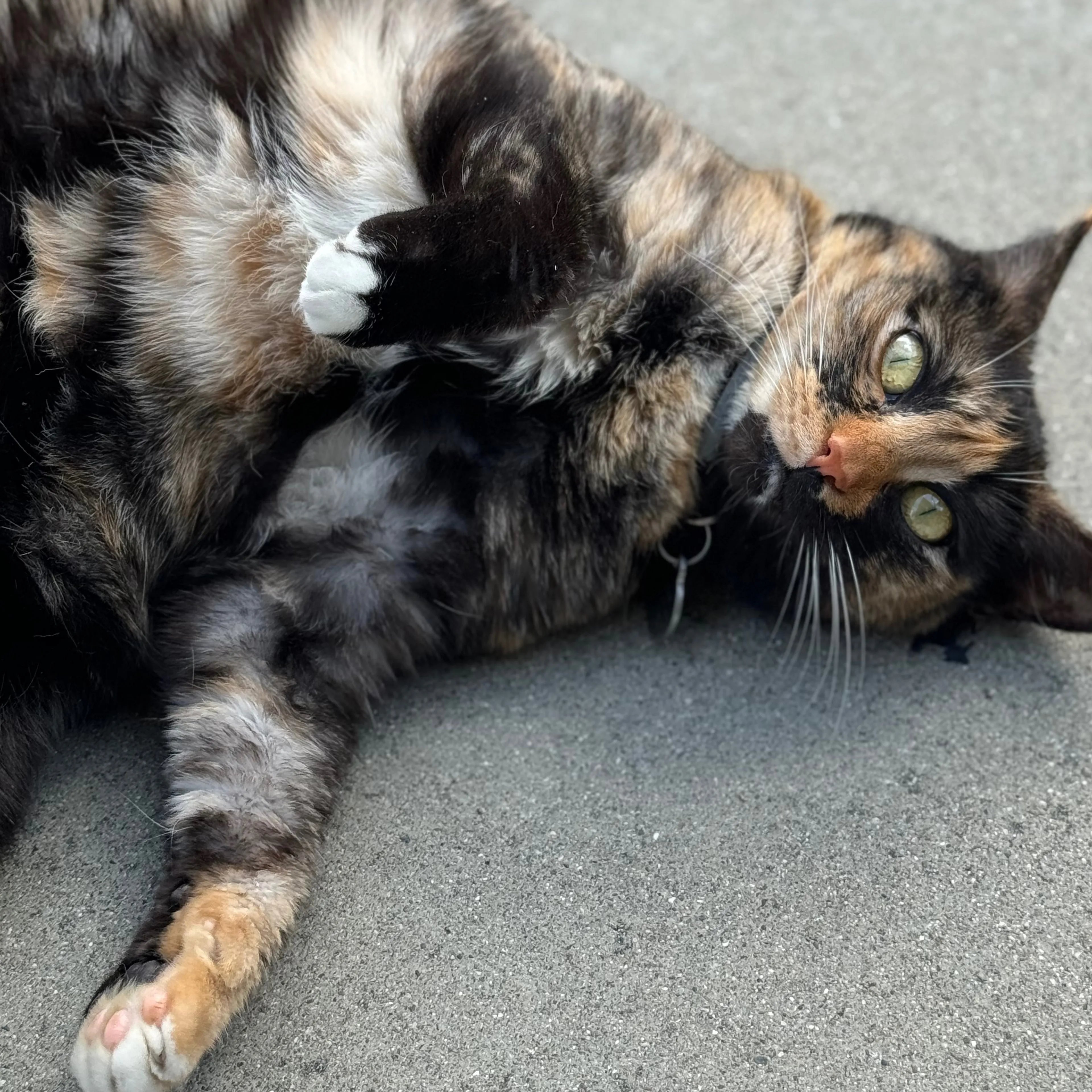 Lost pet-2