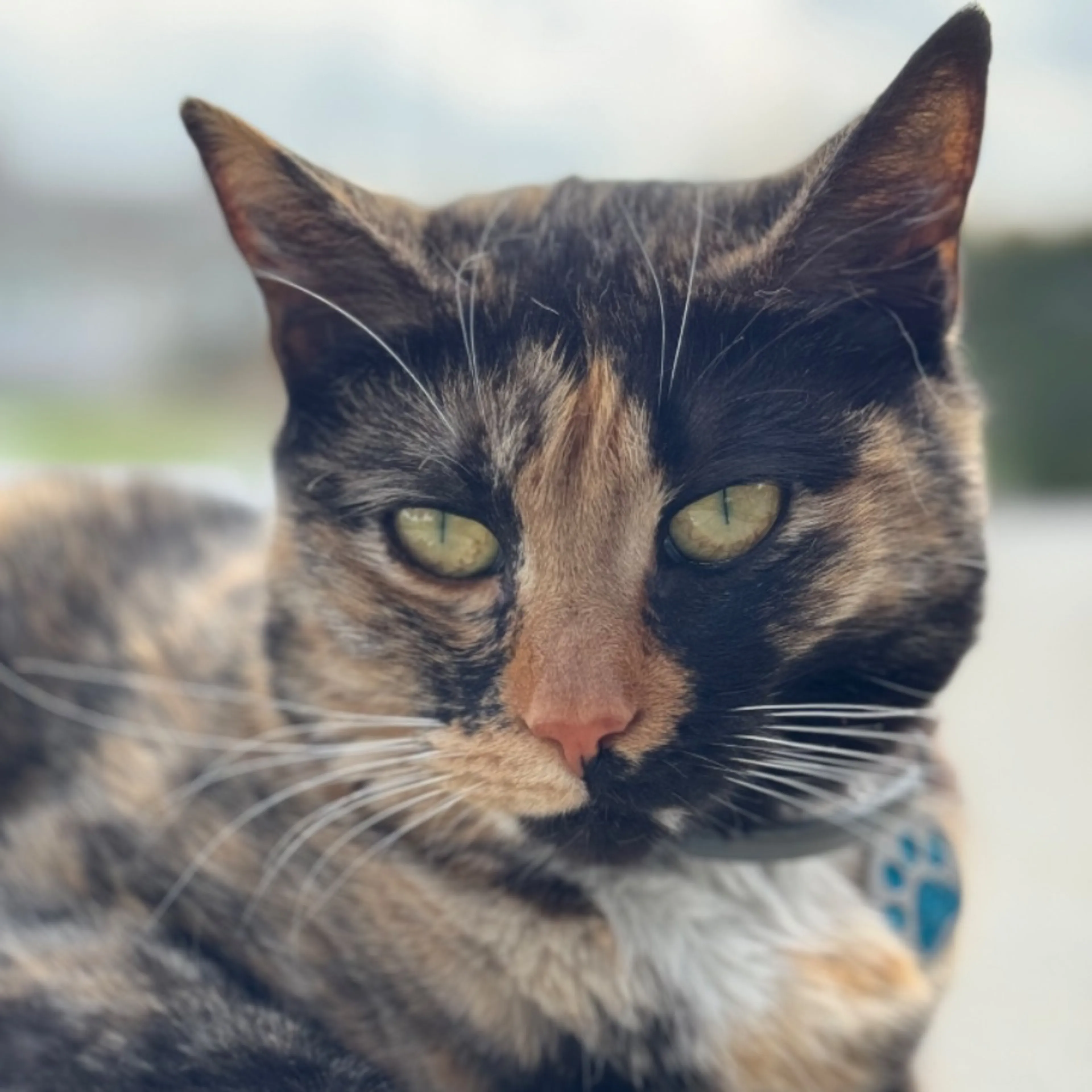 Lost pet-0