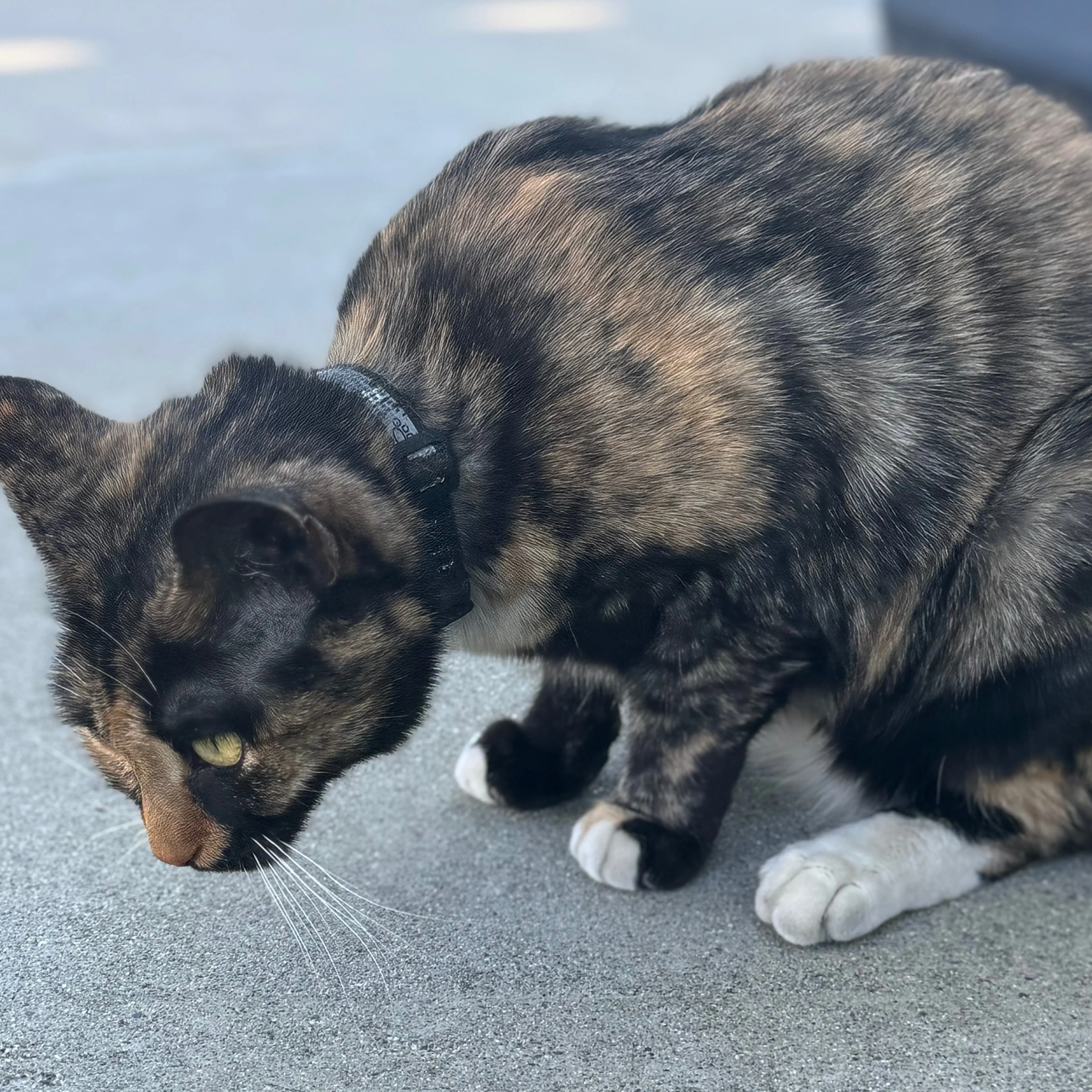 Lost pet-1