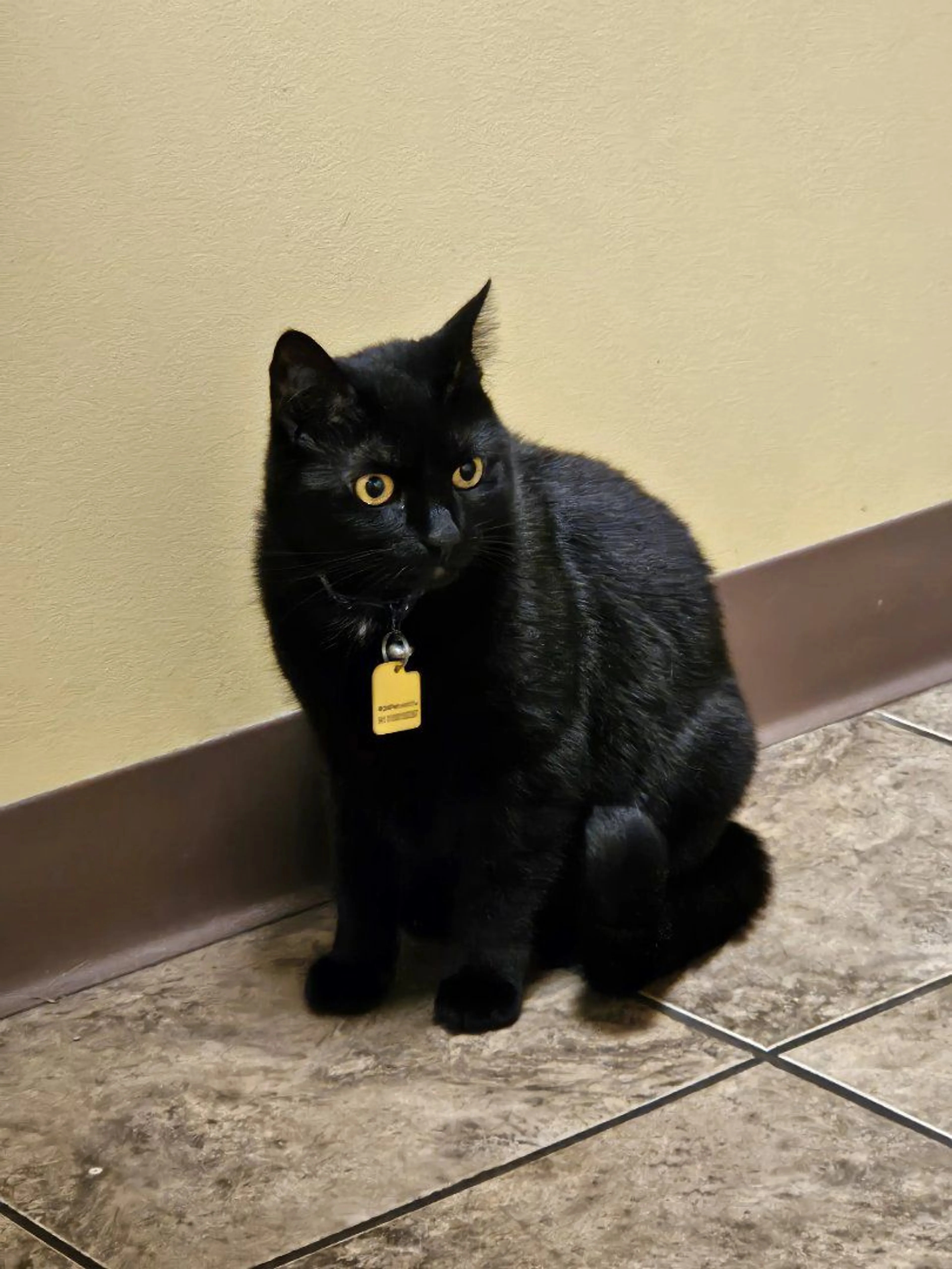 Lost pet-2