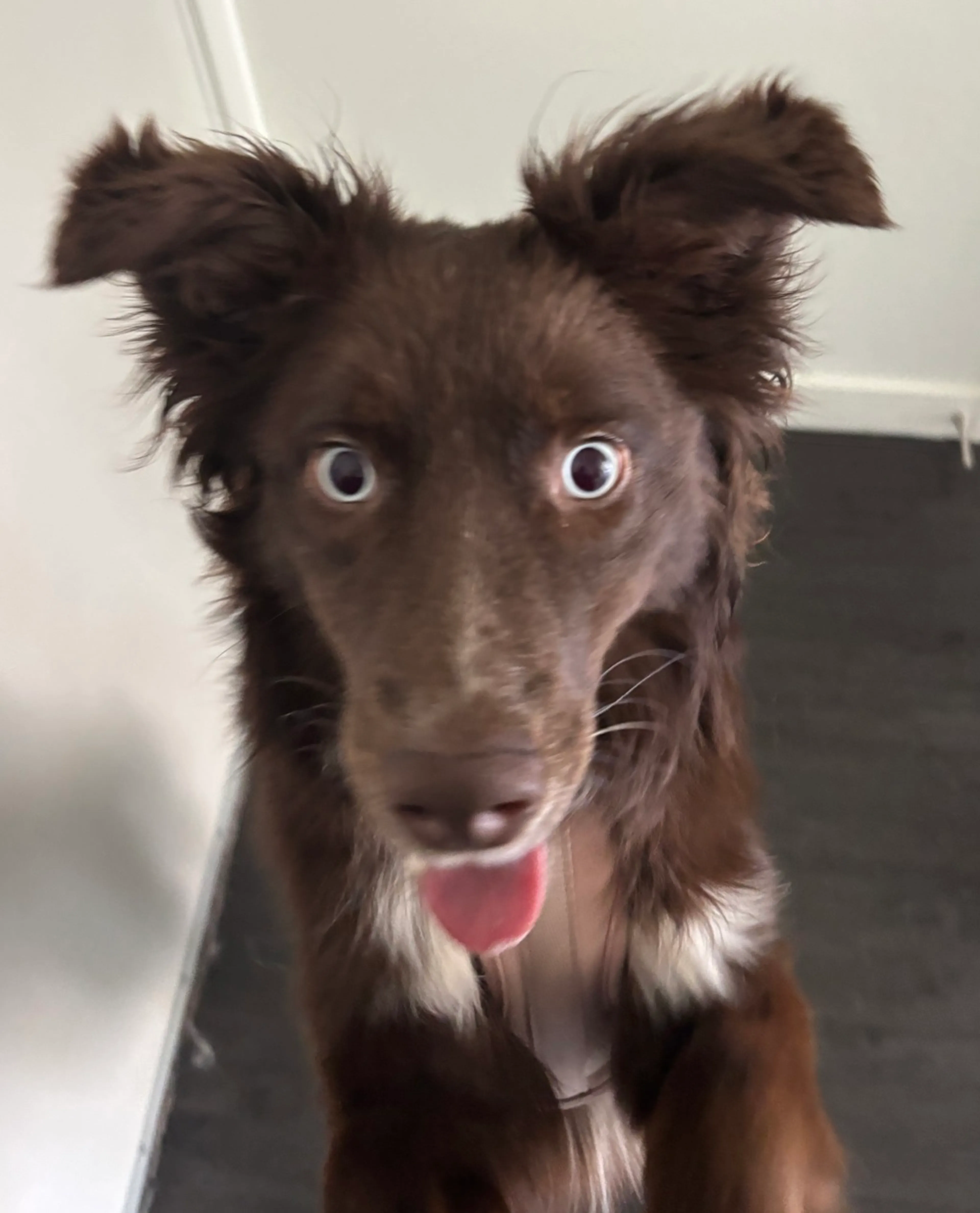 Found pet-1