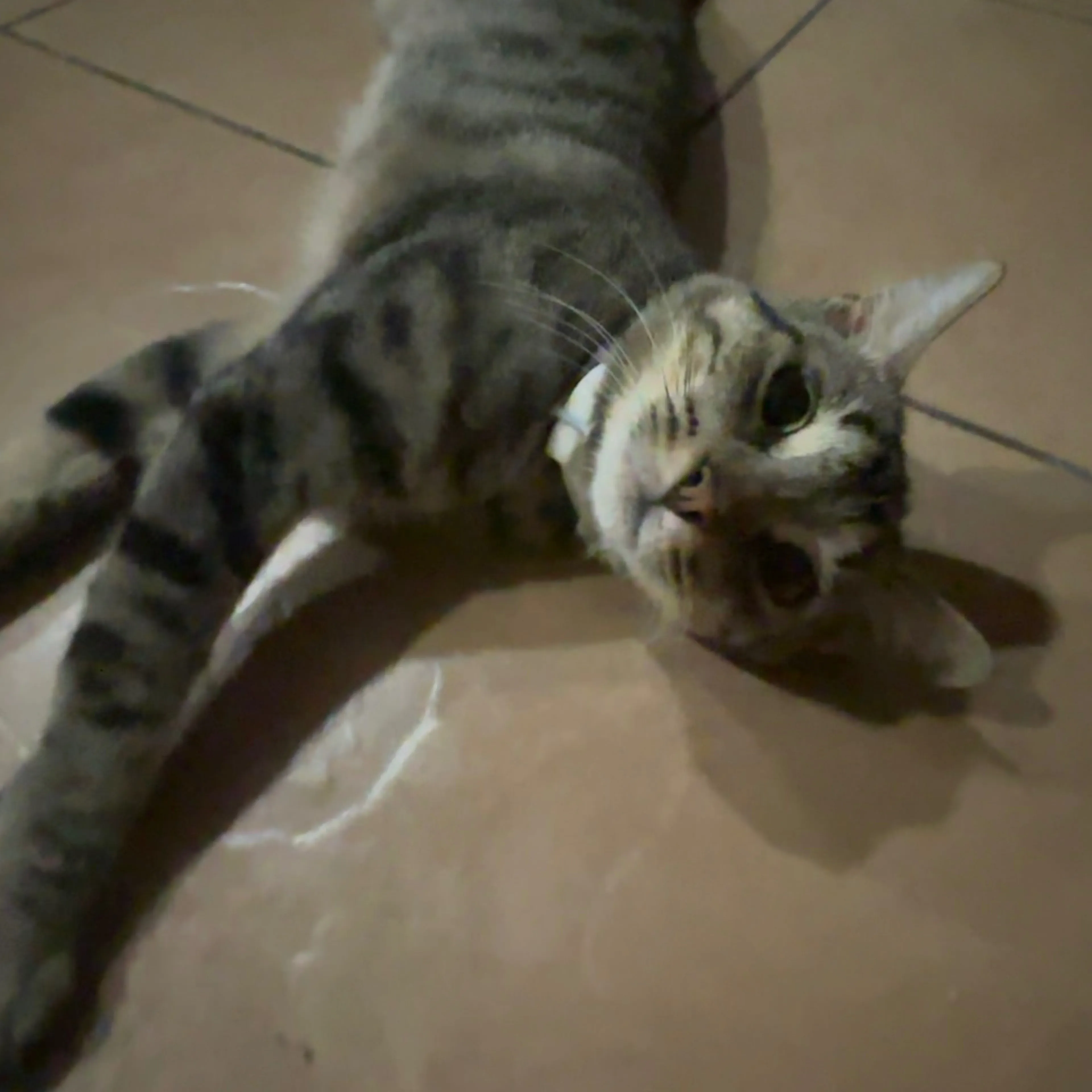 Lost pet-1