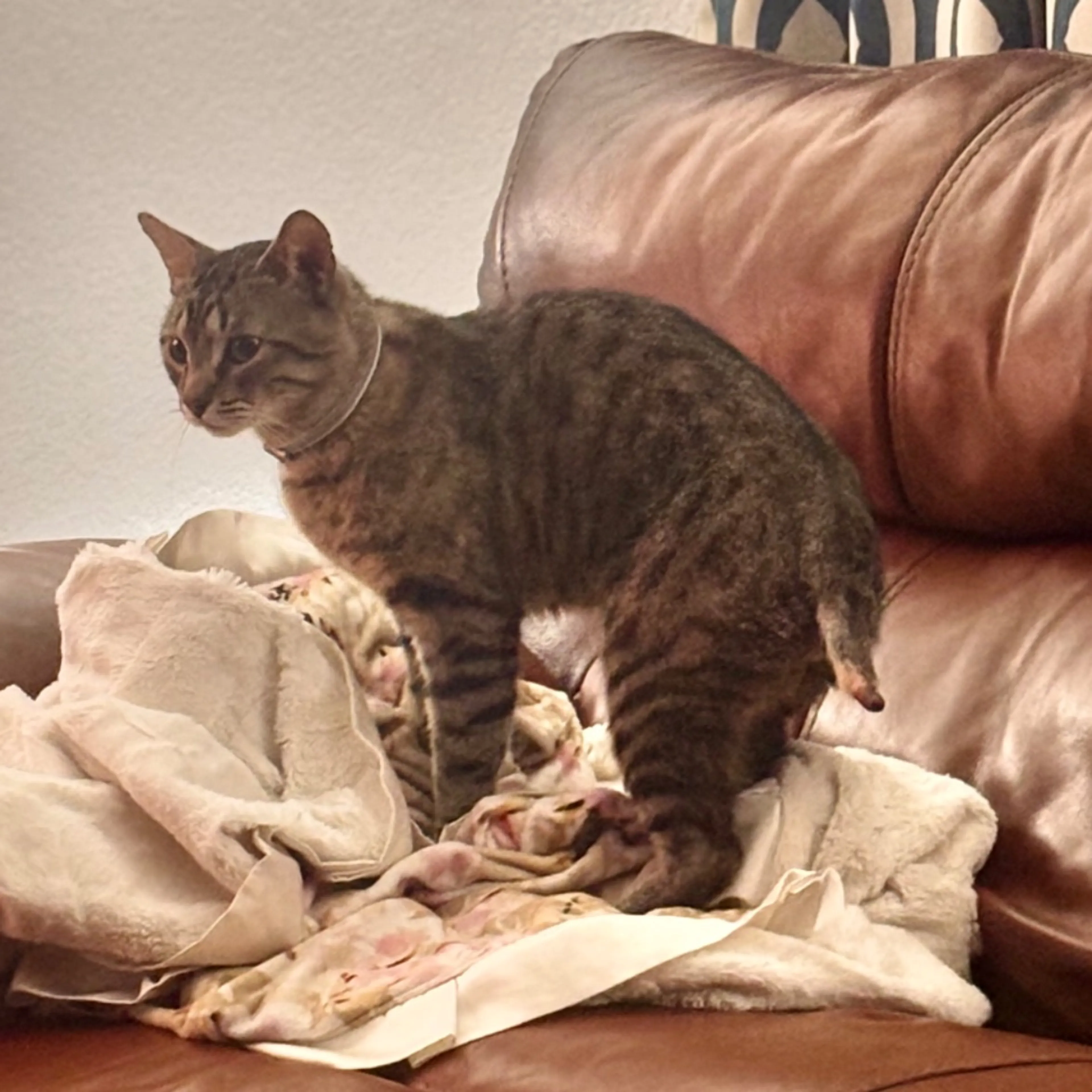 Lost pet-0