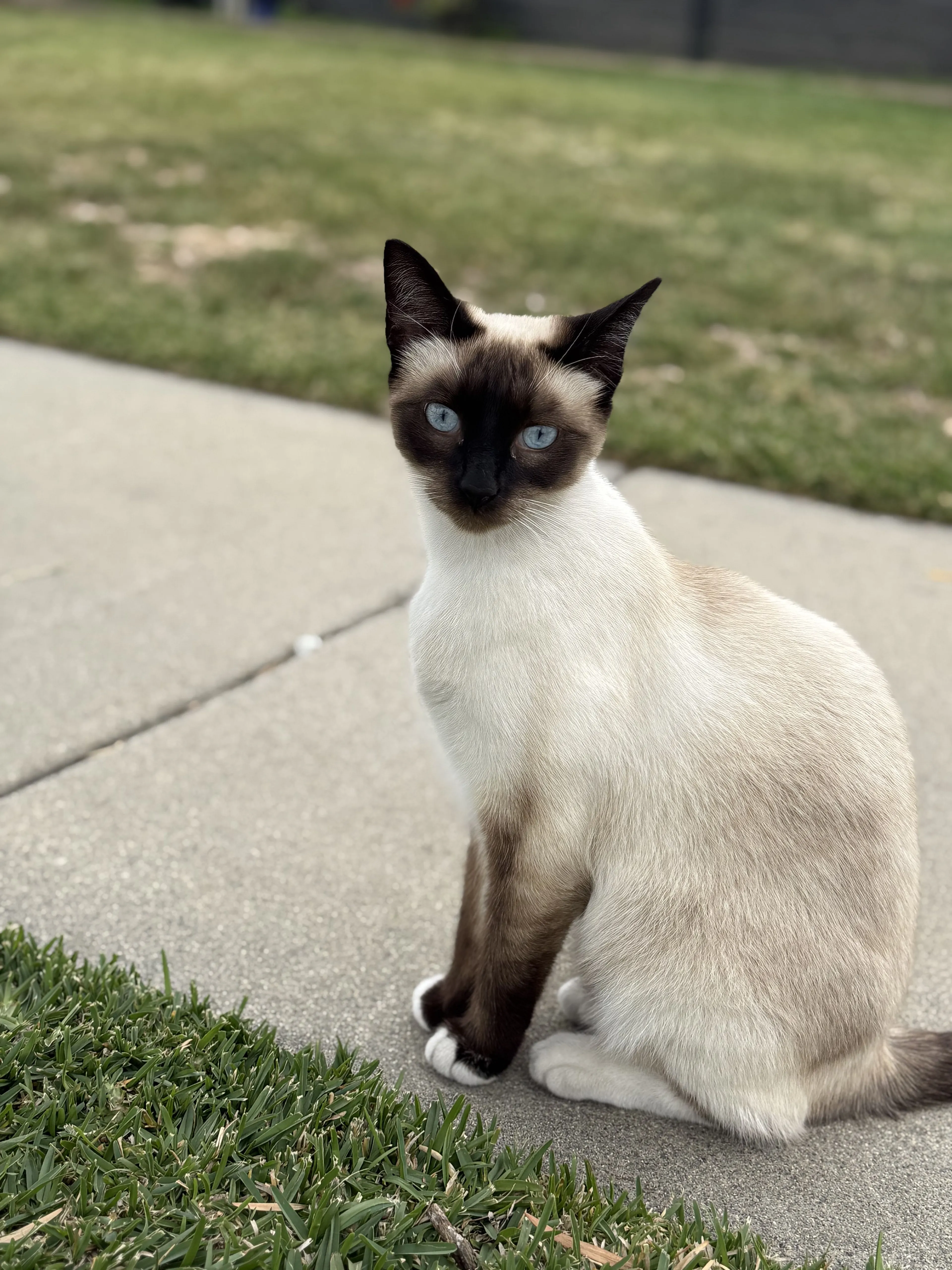 Lost pet
