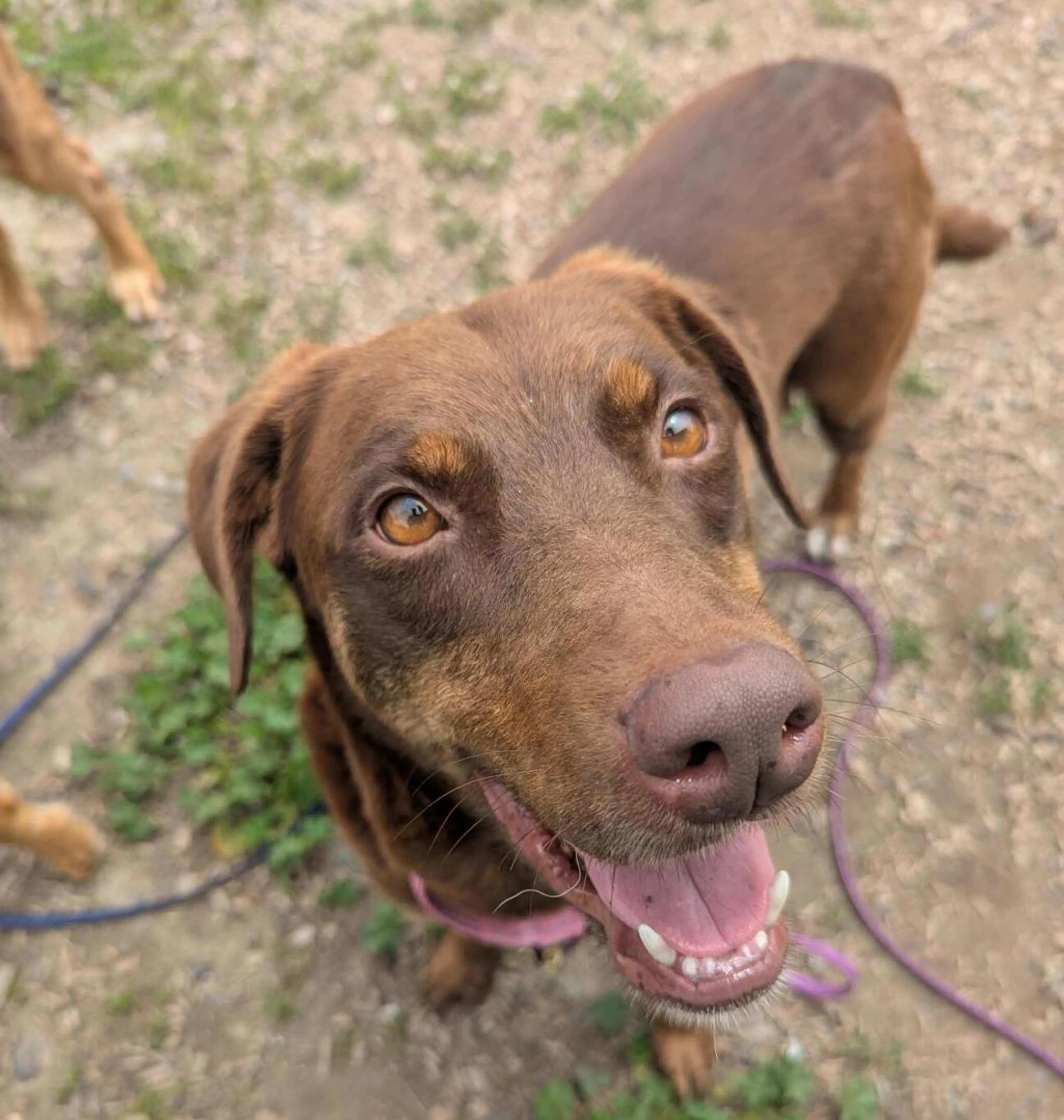 Found pet-3