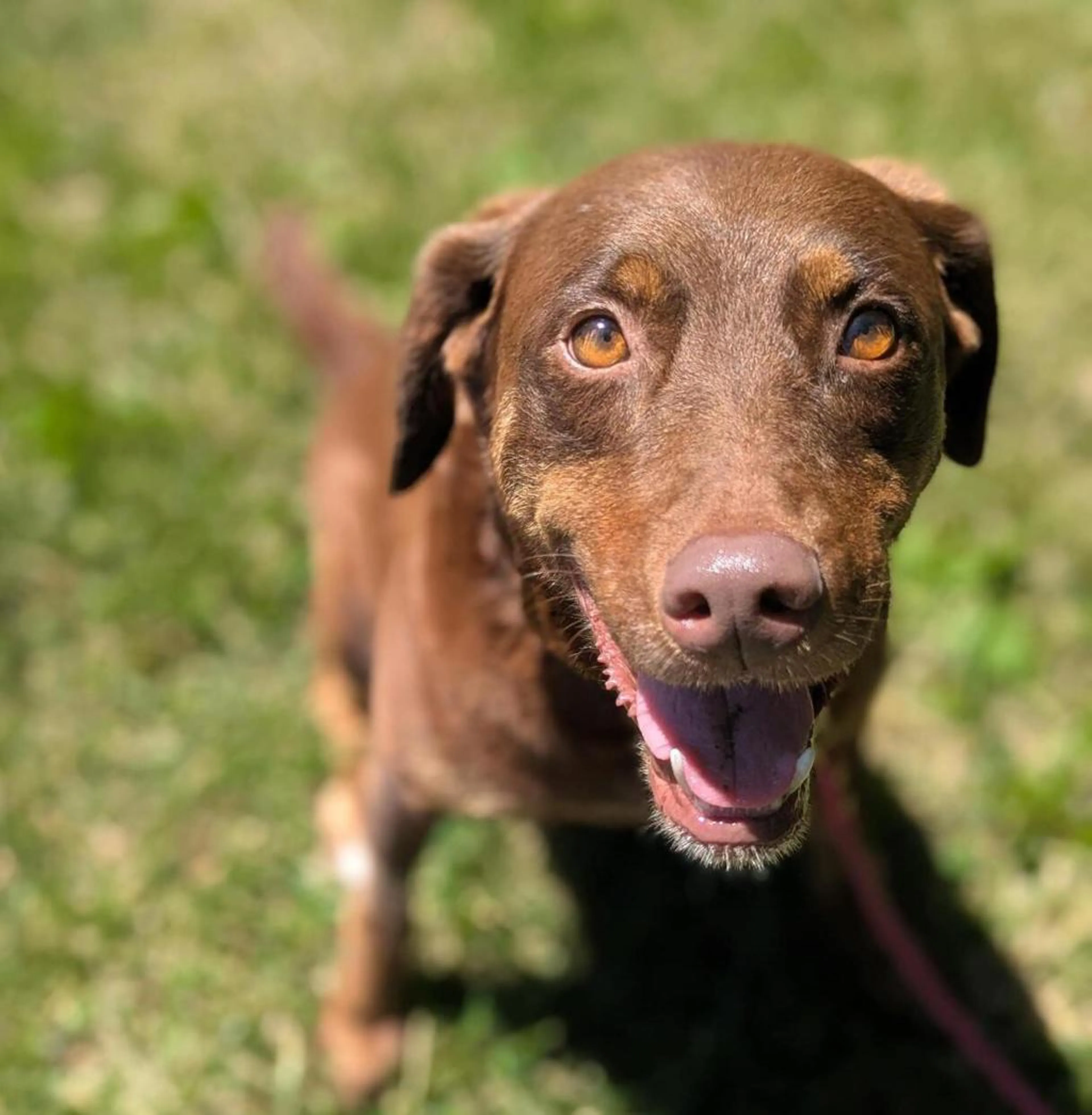 Found pet-1