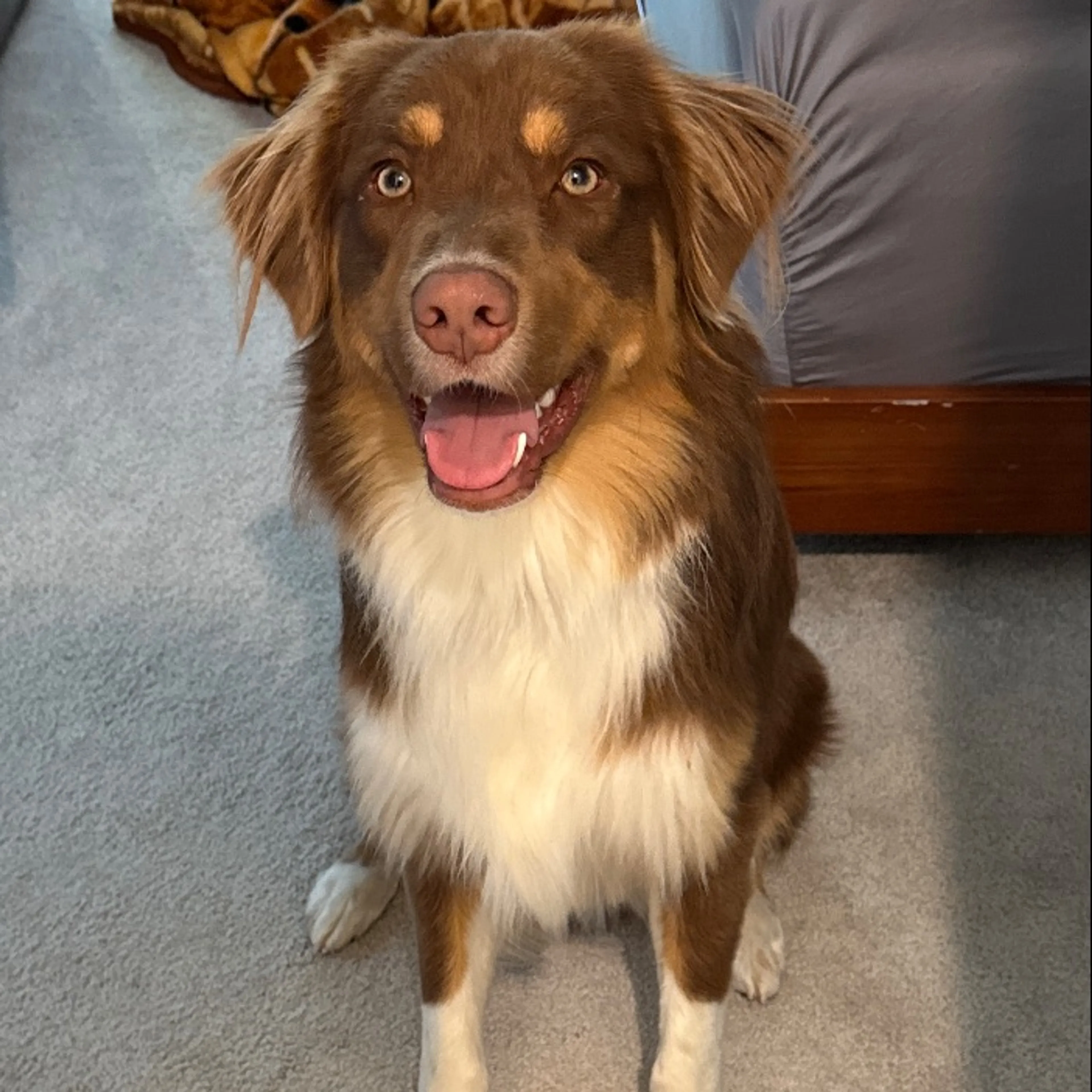 Lost pet
