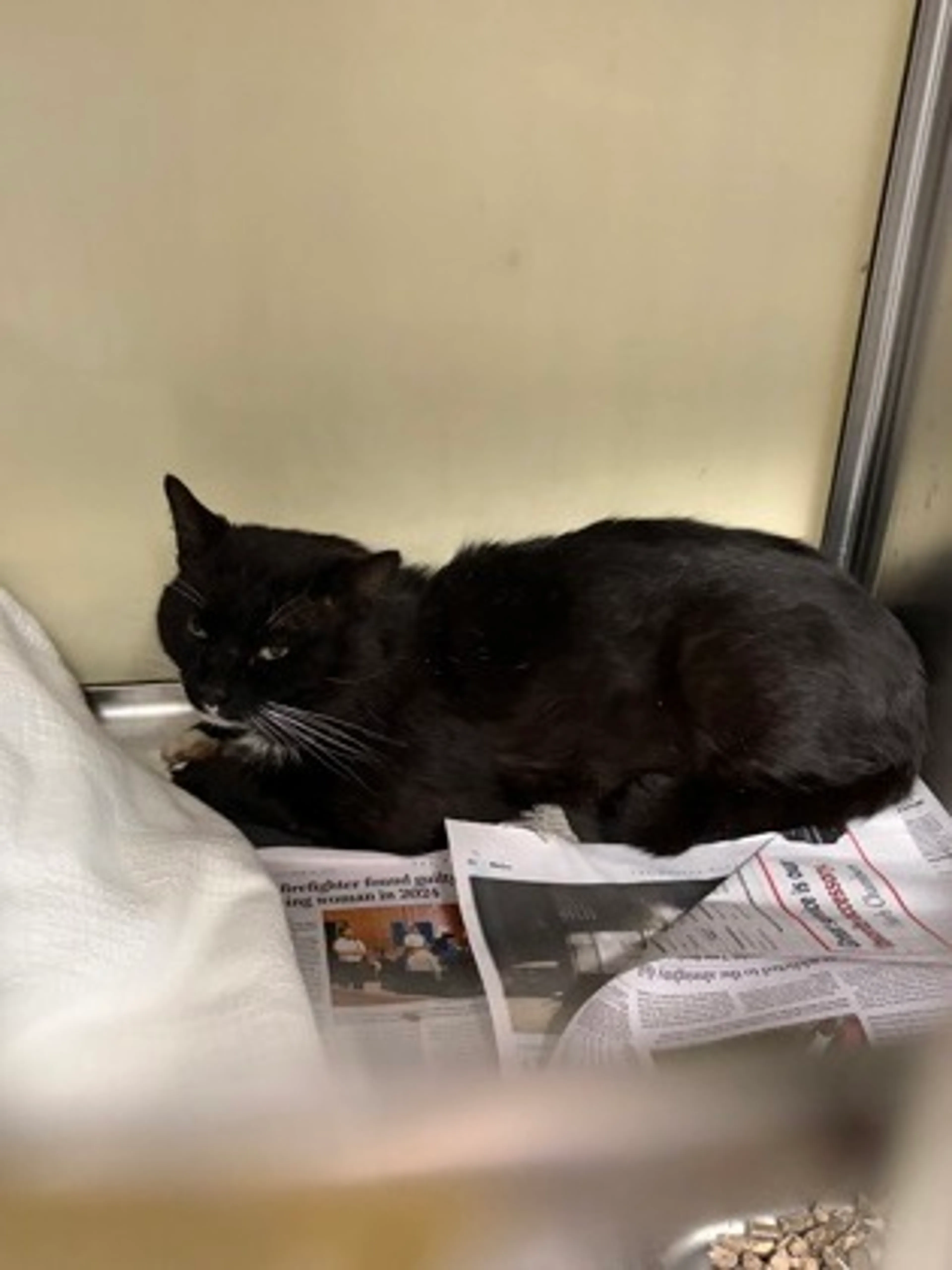 Found pet
