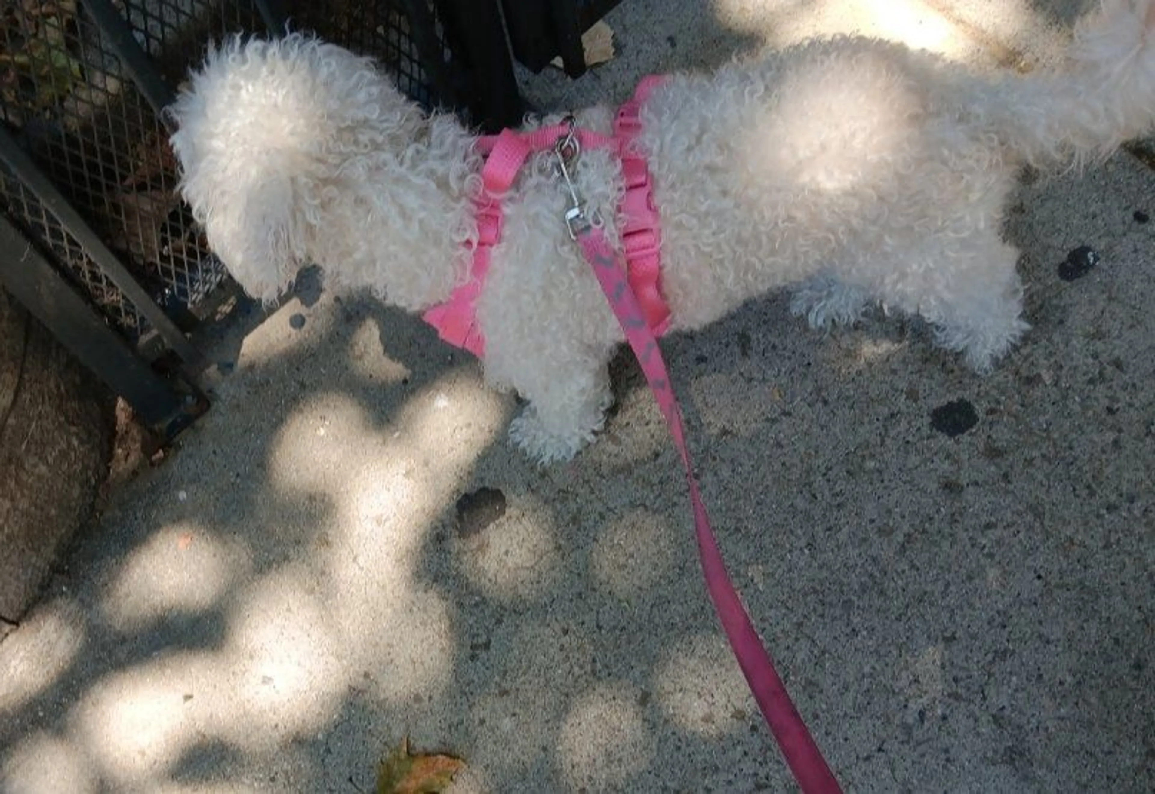 Lost pet-3
