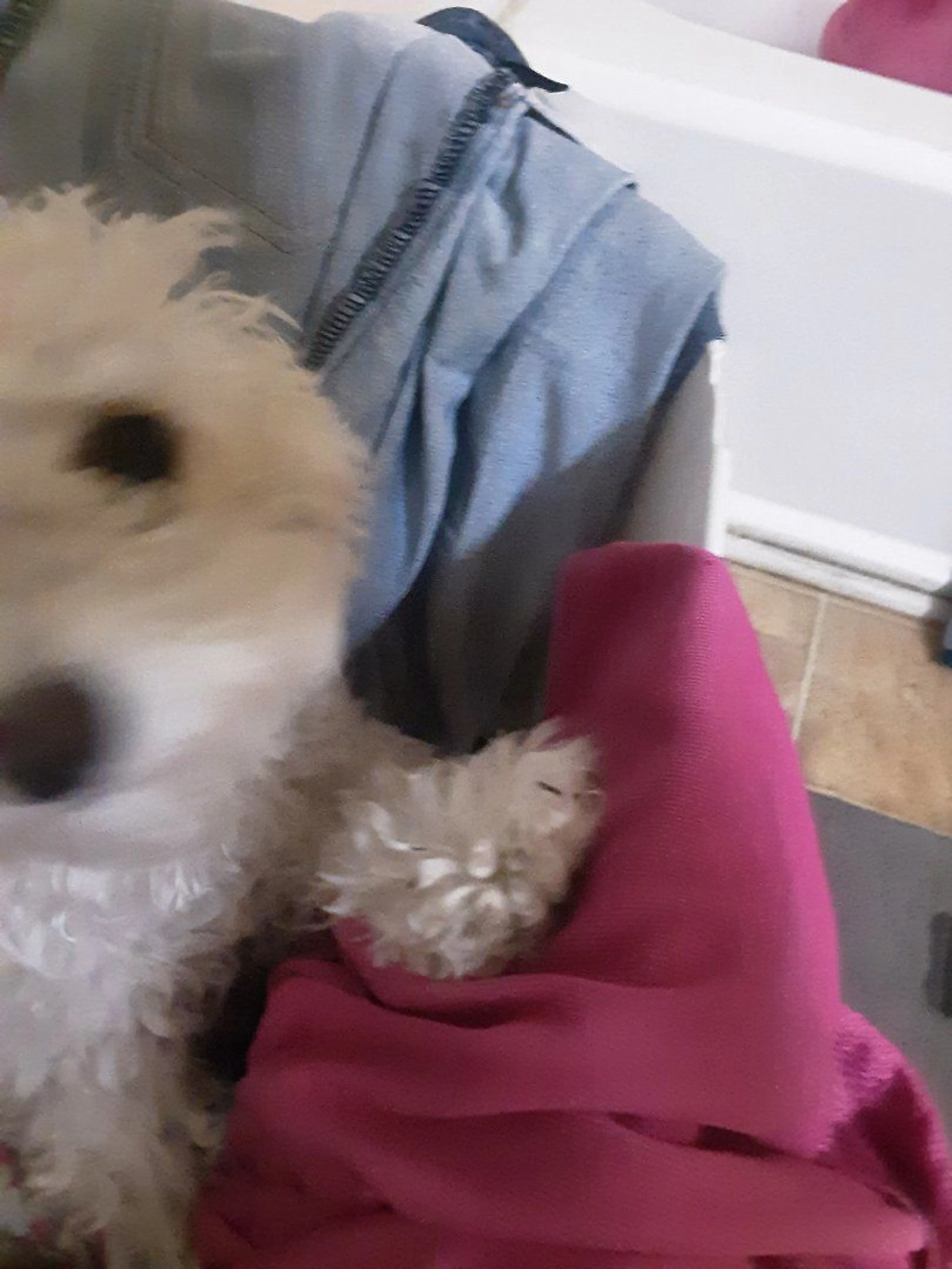 Lost pet-4