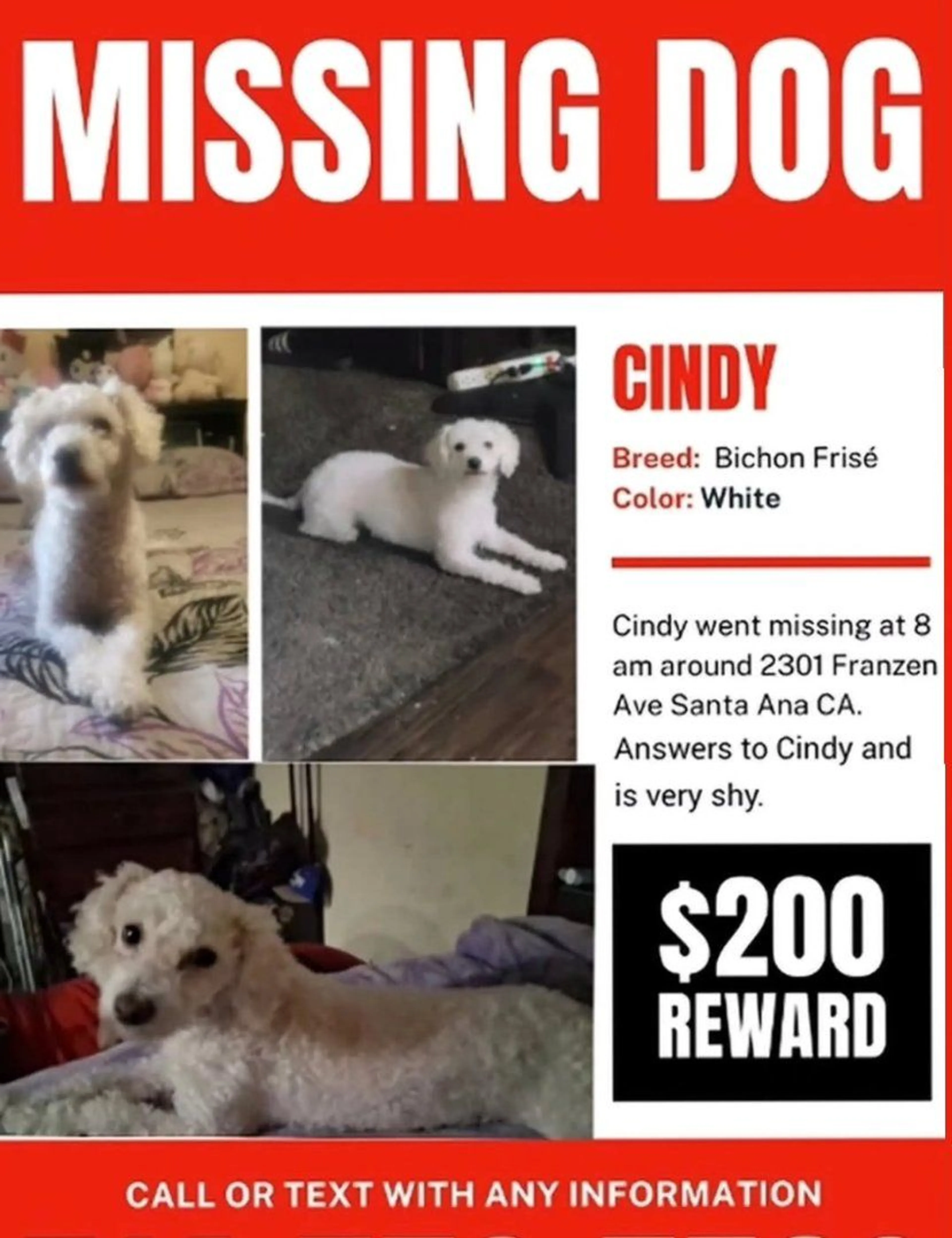 Lost pet-0