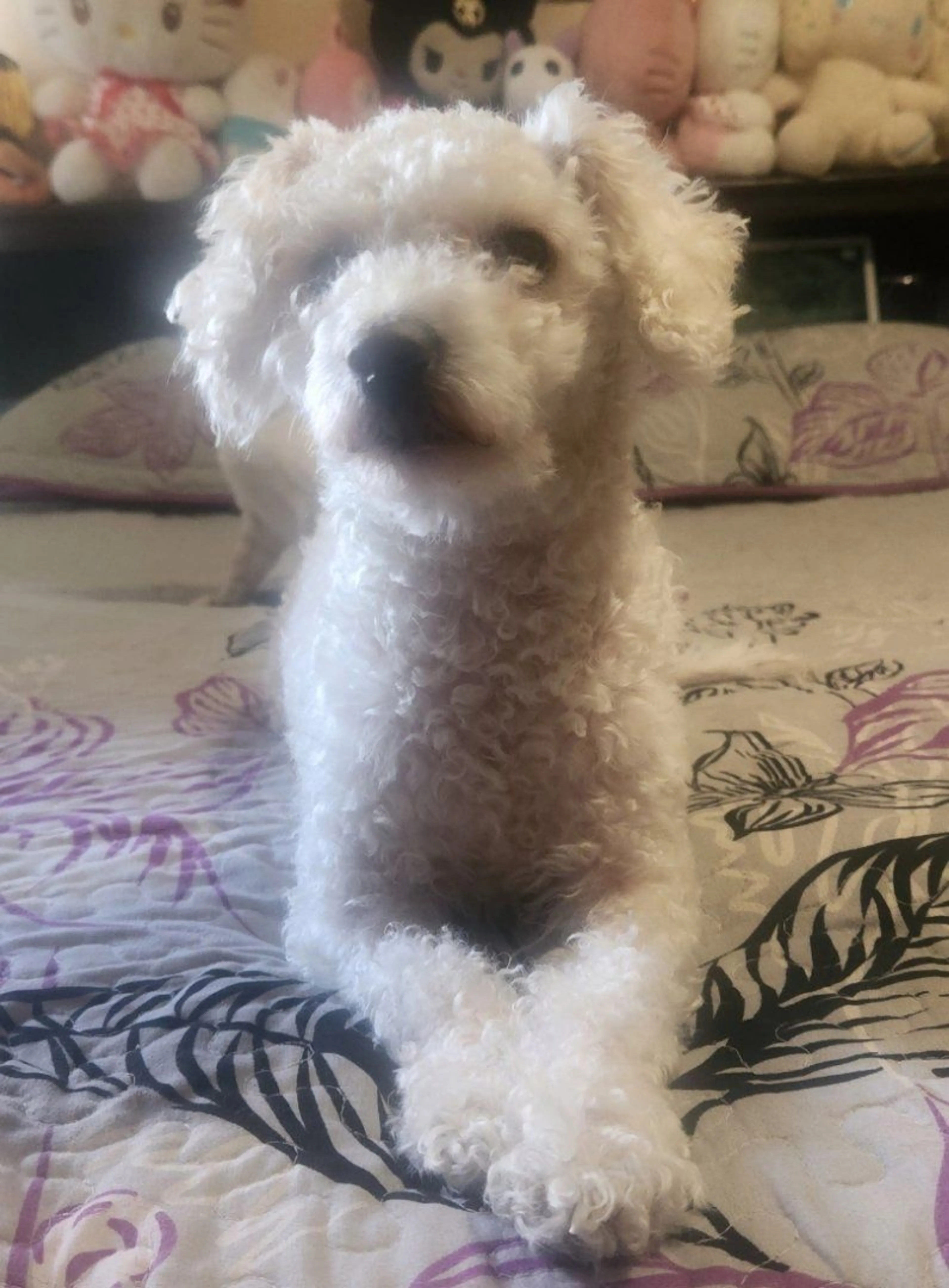 Lost pet-2