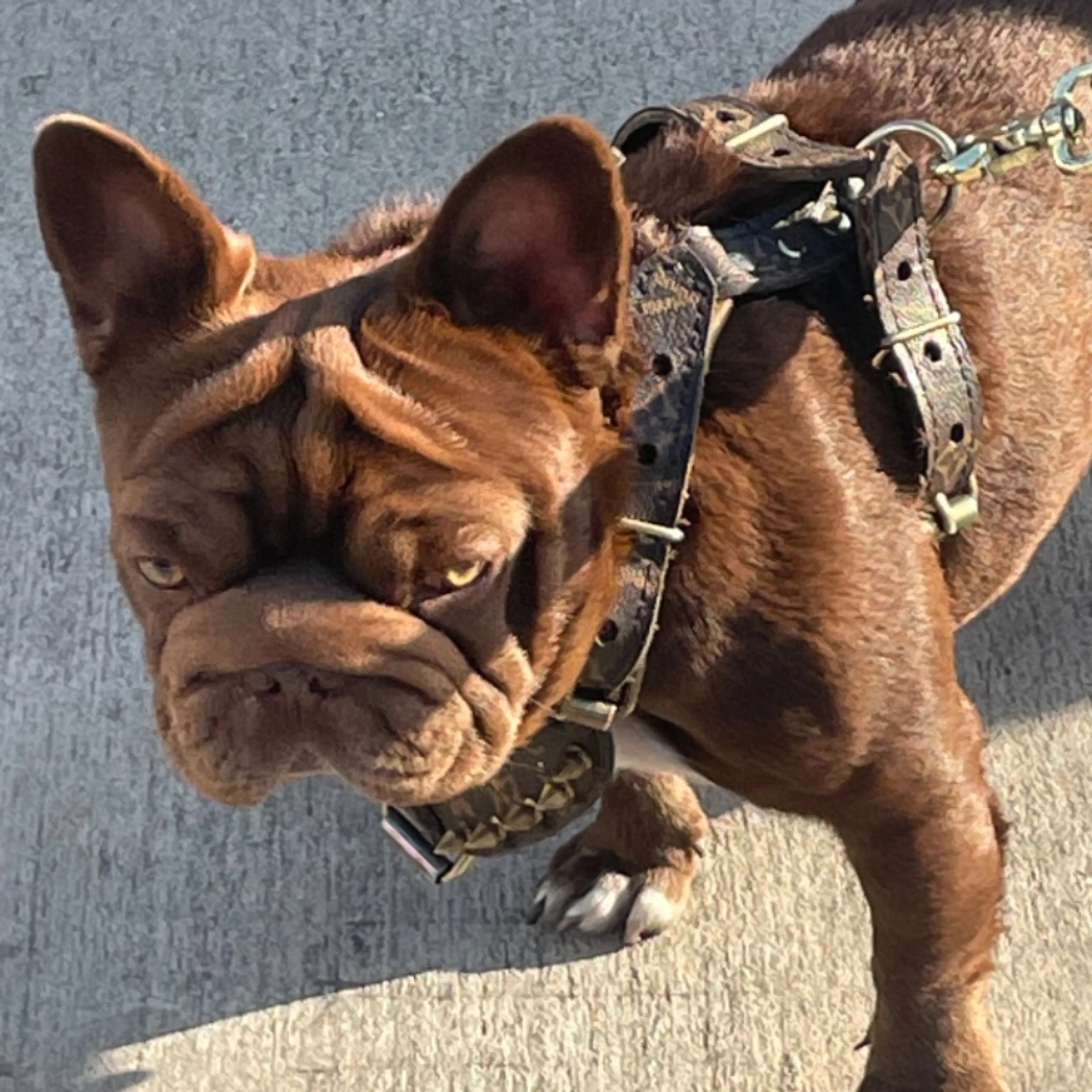 Lost pet