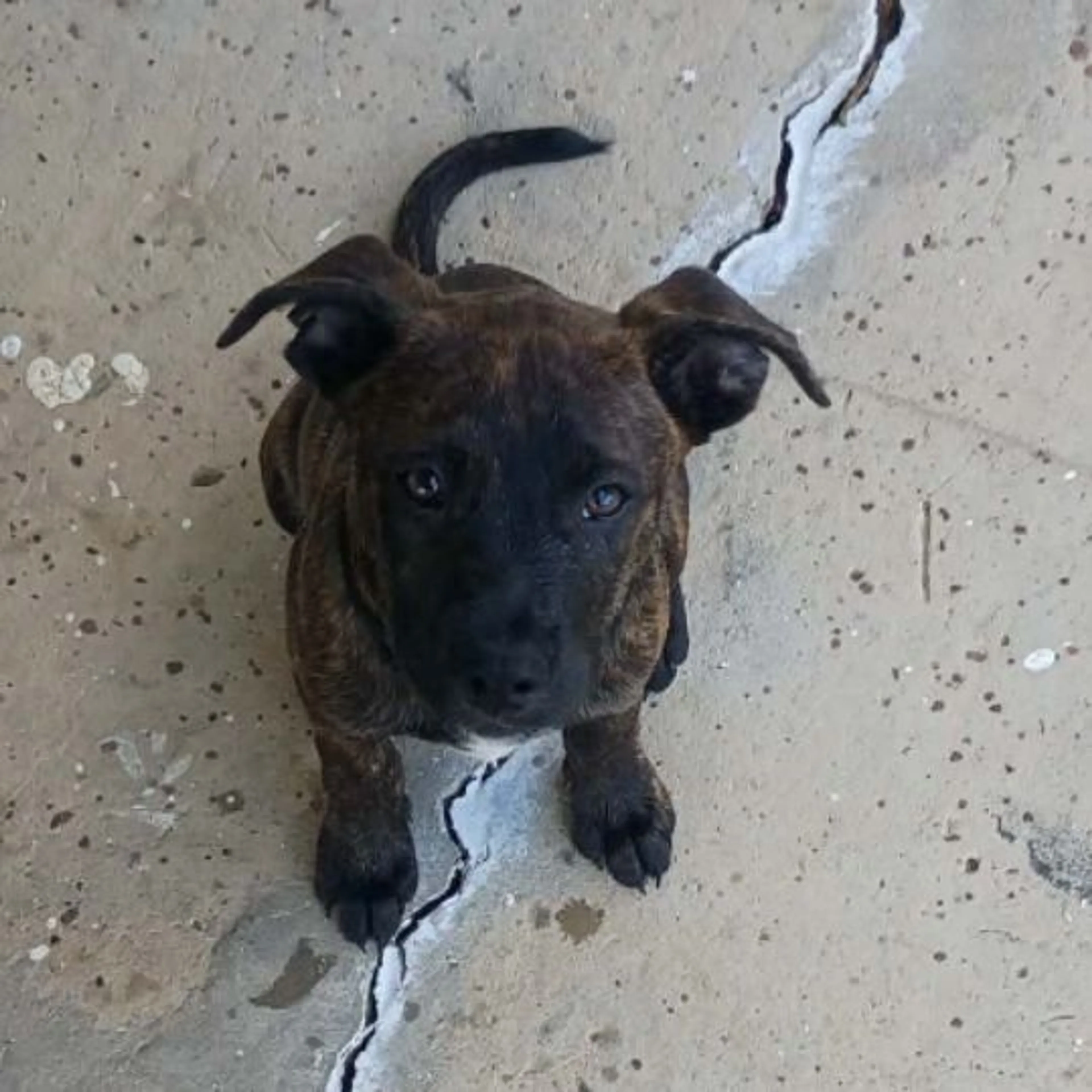Lost pet